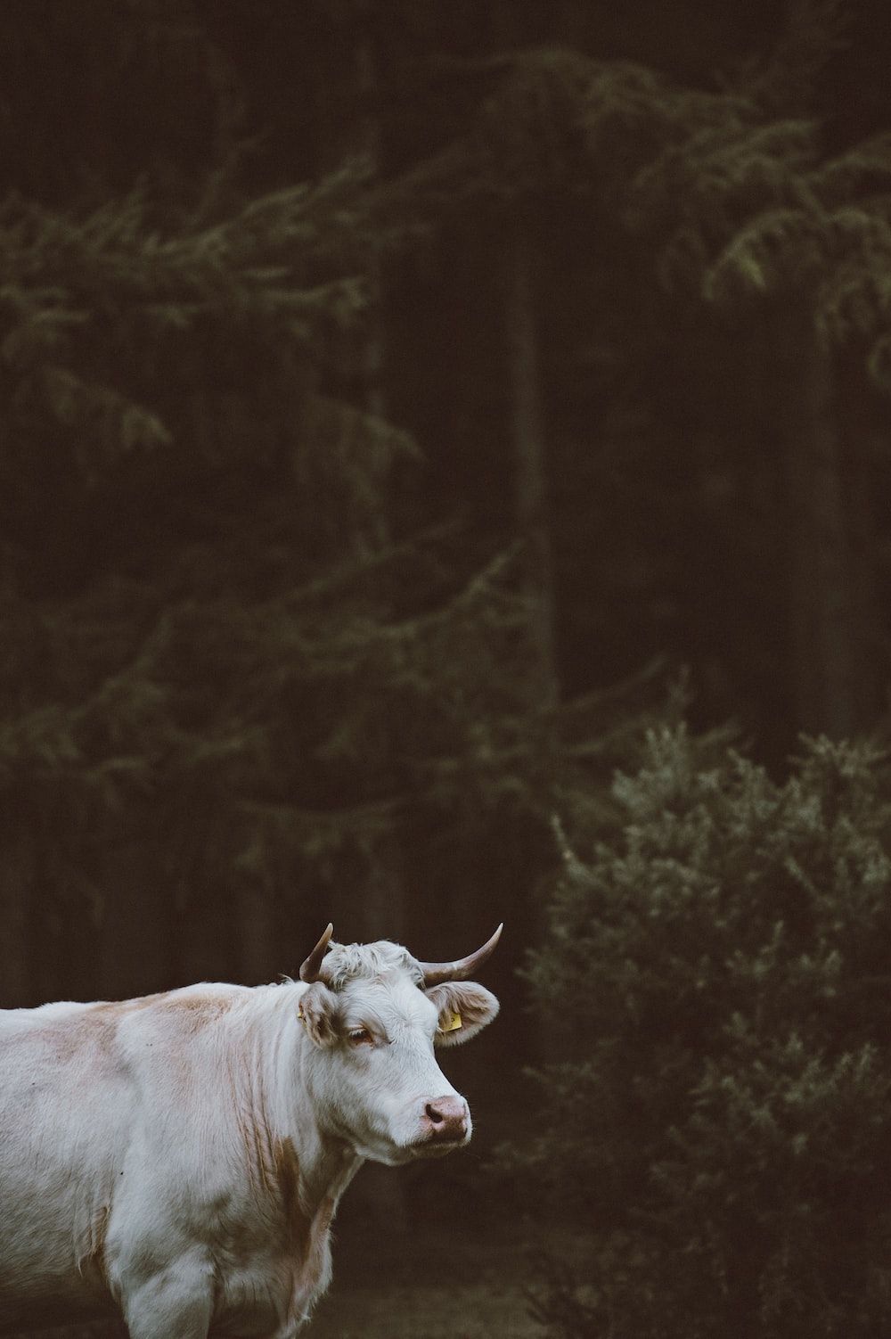 White Cow Picture. Download Free Image