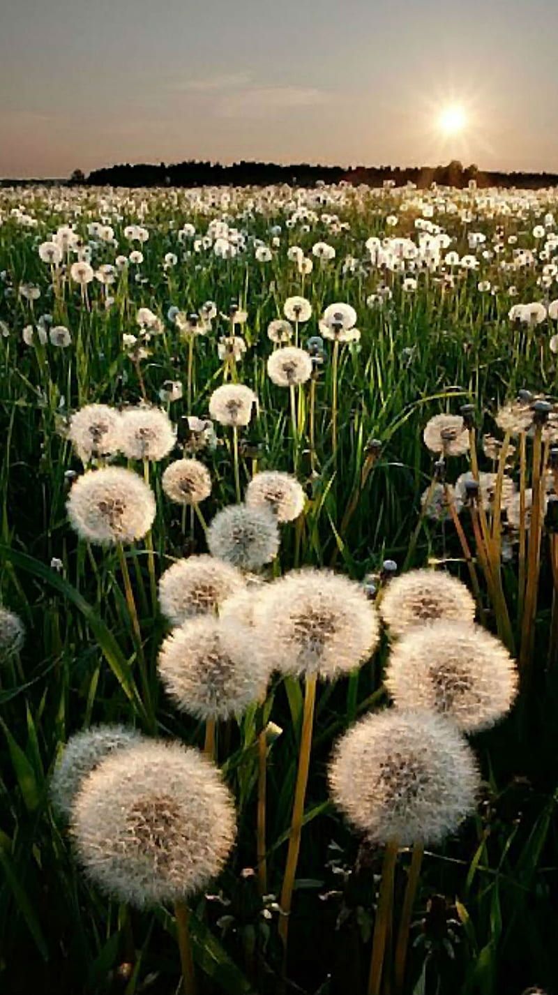 A field of dandelions with the sun setting in the background. - Dandelions