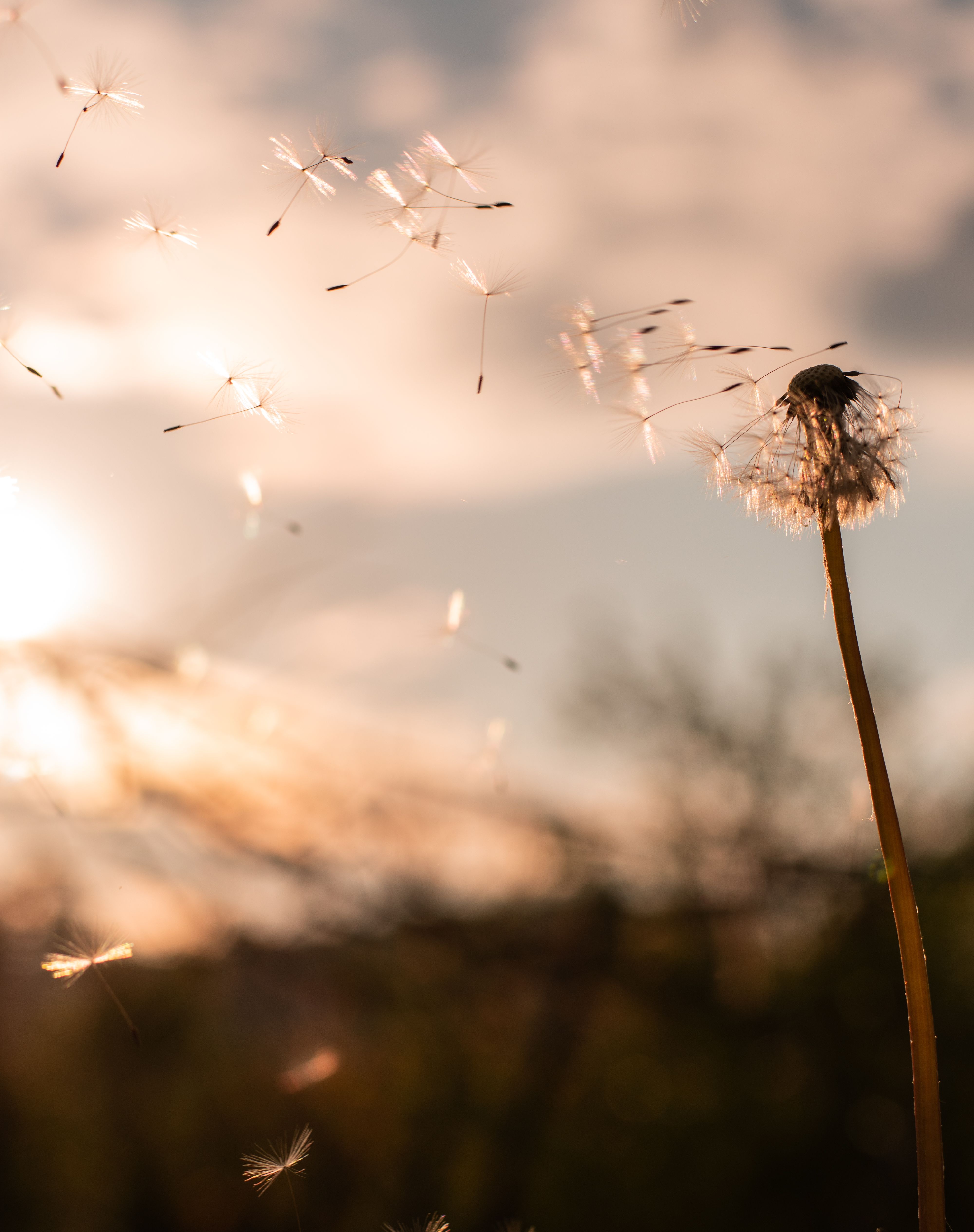 A dandelion seed head in the wind with seeds flying off. - Dandelions