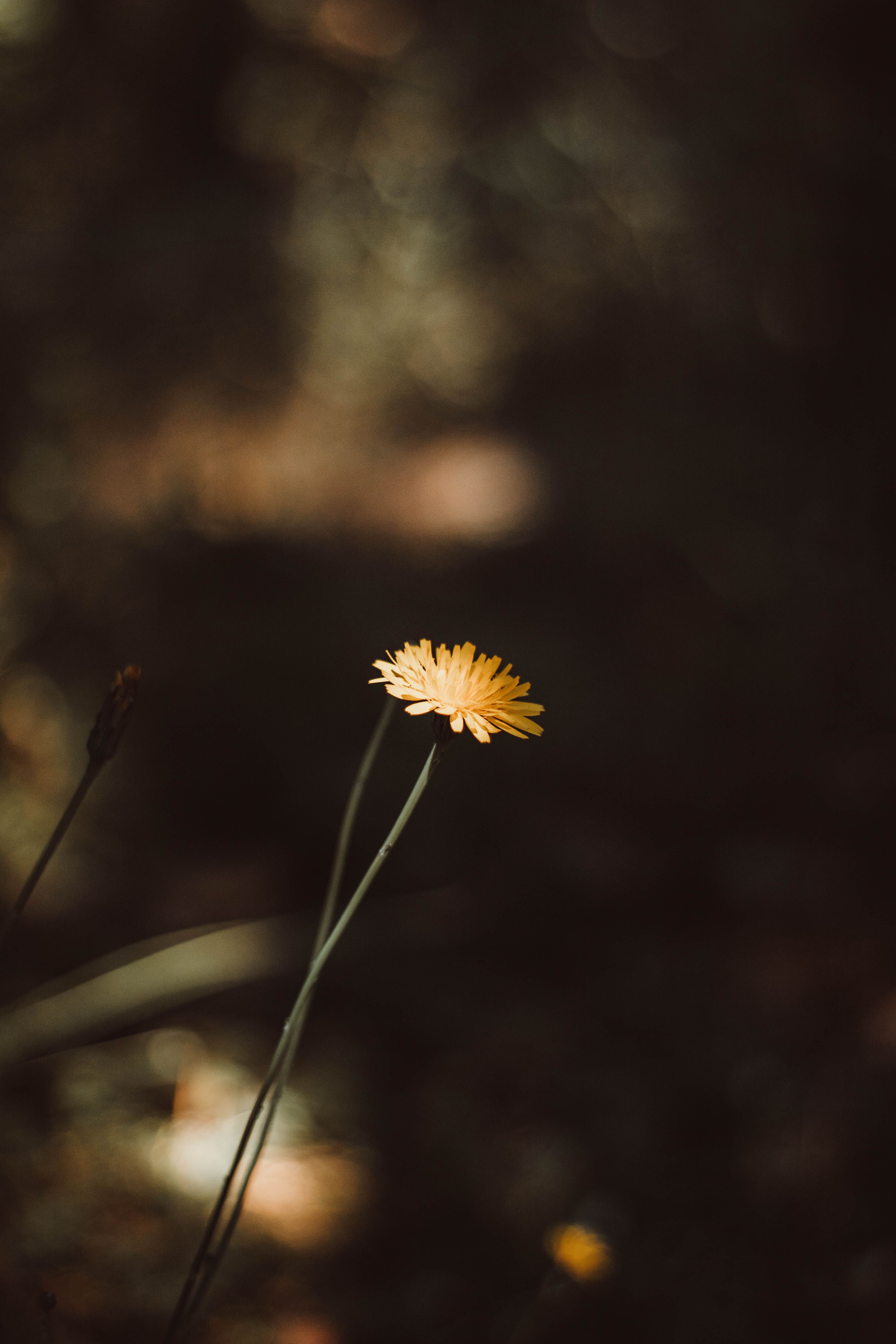 A small yellow flower standing alone in a field. - Dandelions