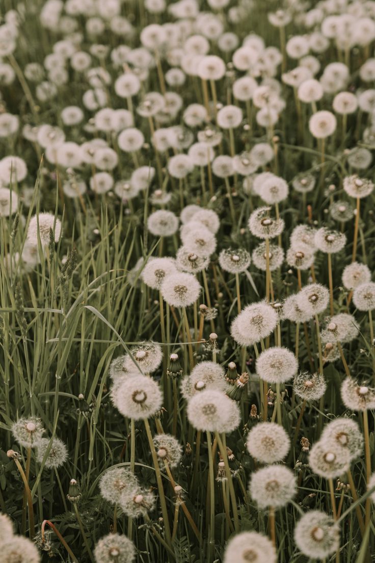 anita austvika. Dandelion wallpaper