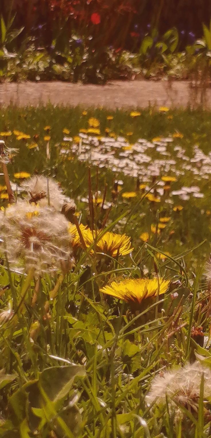 Summer sun. Dandelion wallpaper