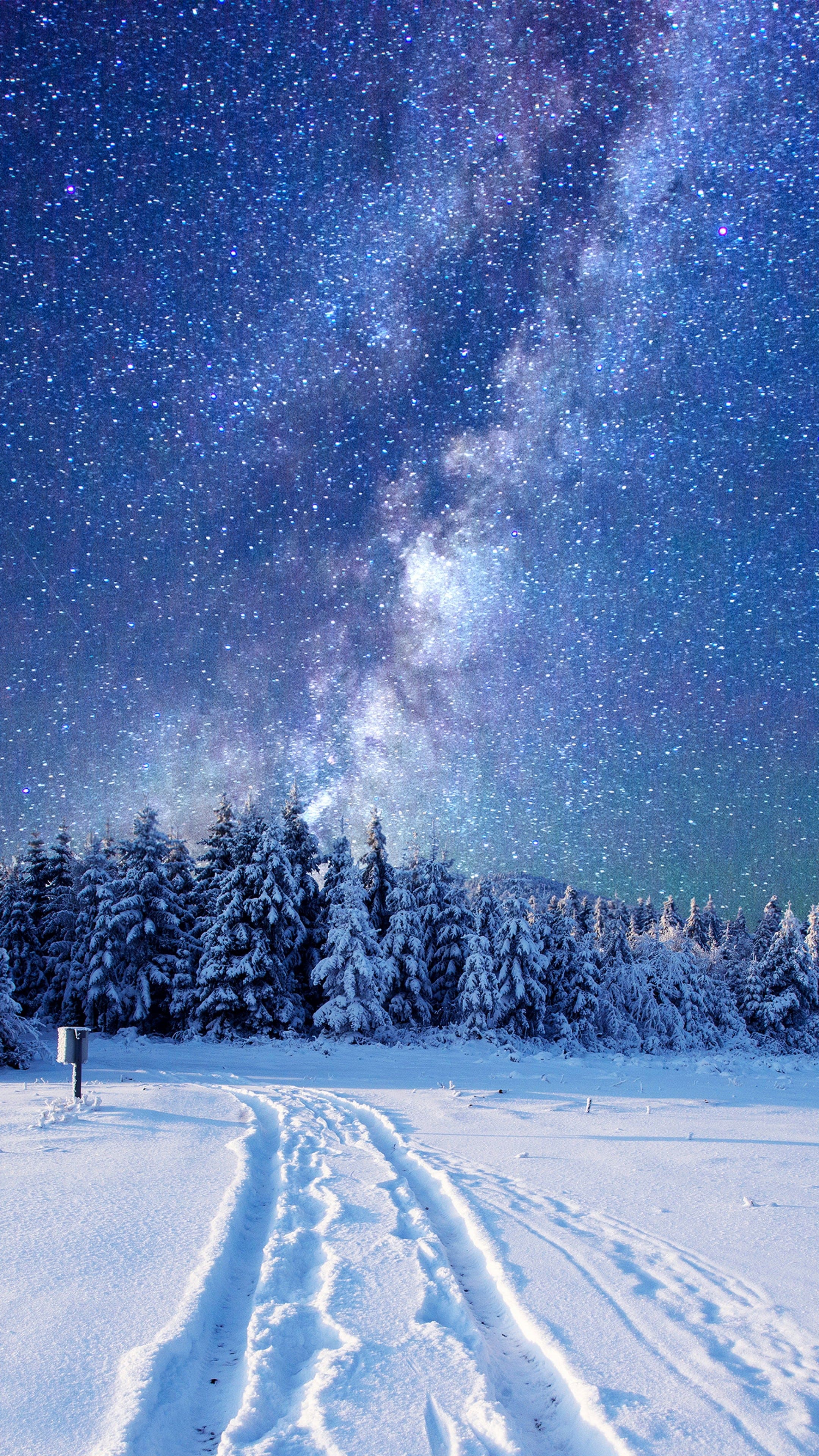 A starry sky over a snowy forest - Winter