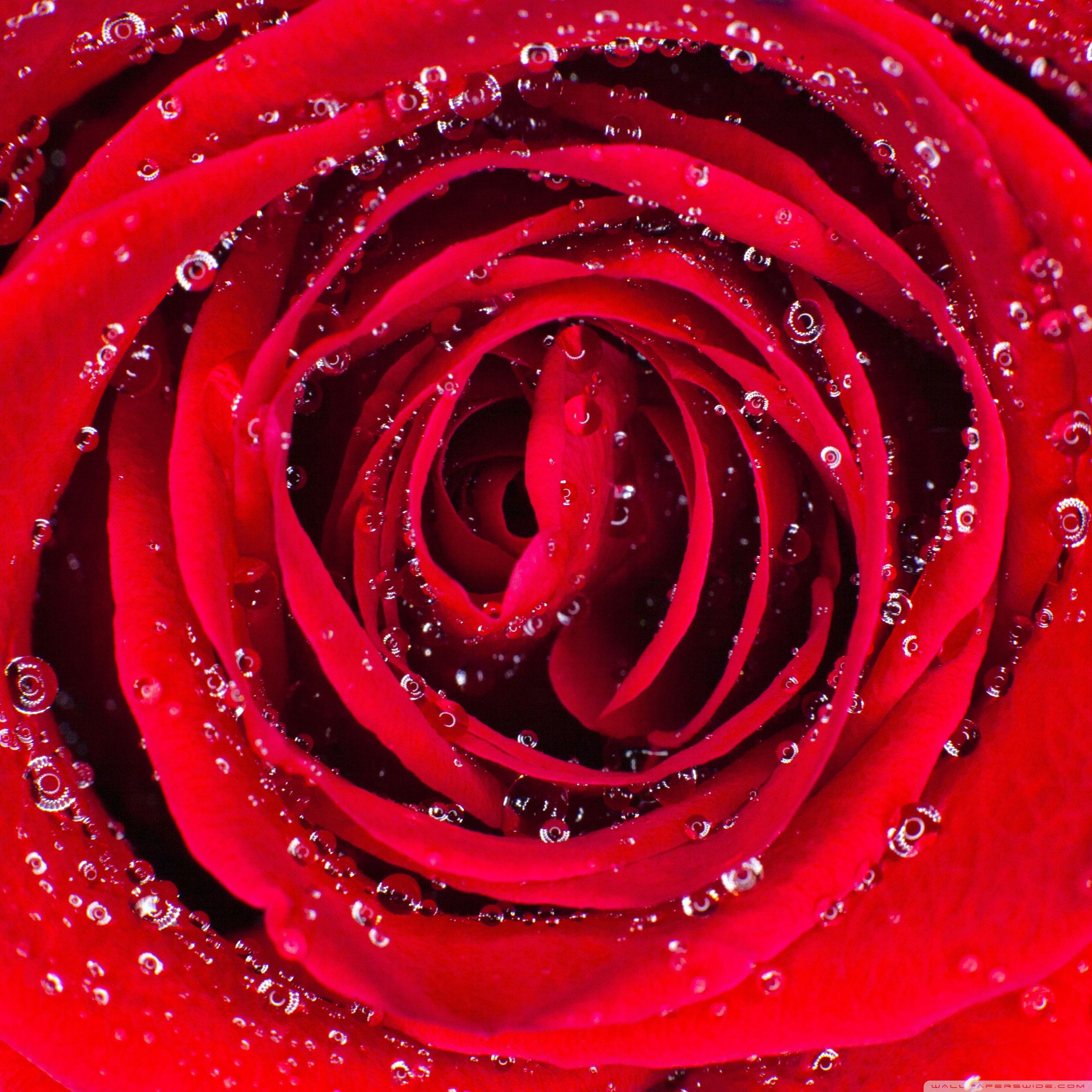 A red rose with water droplets on it - Macro, roses