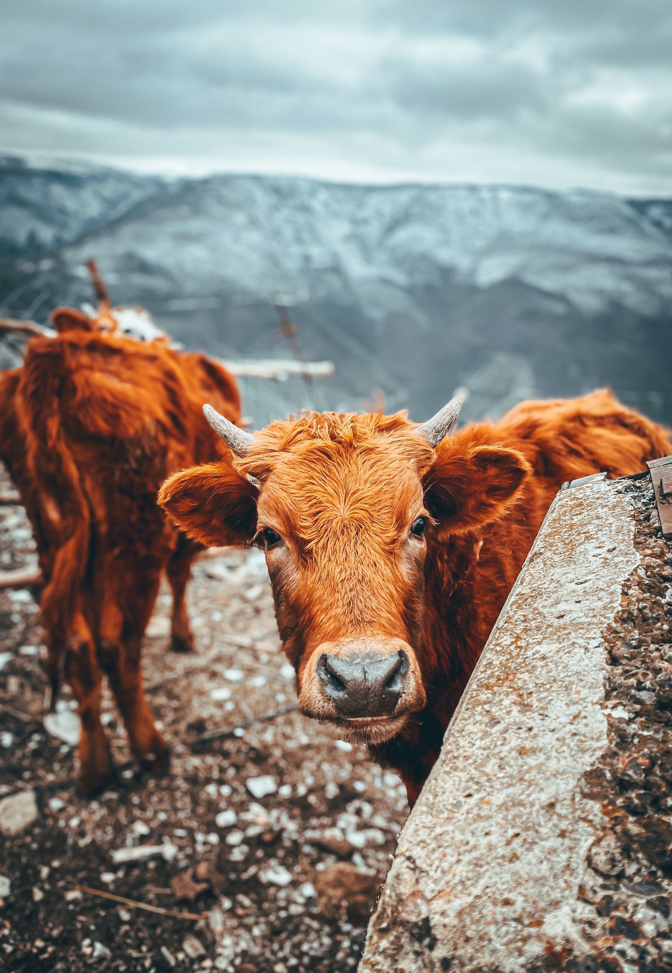 Brown Cows Photo, Download Free Brown Cows & HD Image