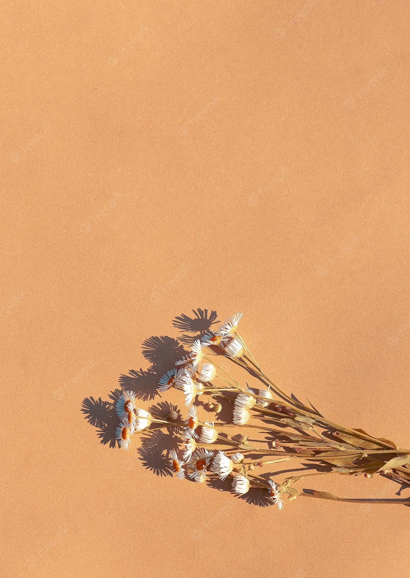 Premium Photo. Chamomile bouquet on beige background. summer sunlight shadows. aesthetic minimal wallpaper. stylish plant composition