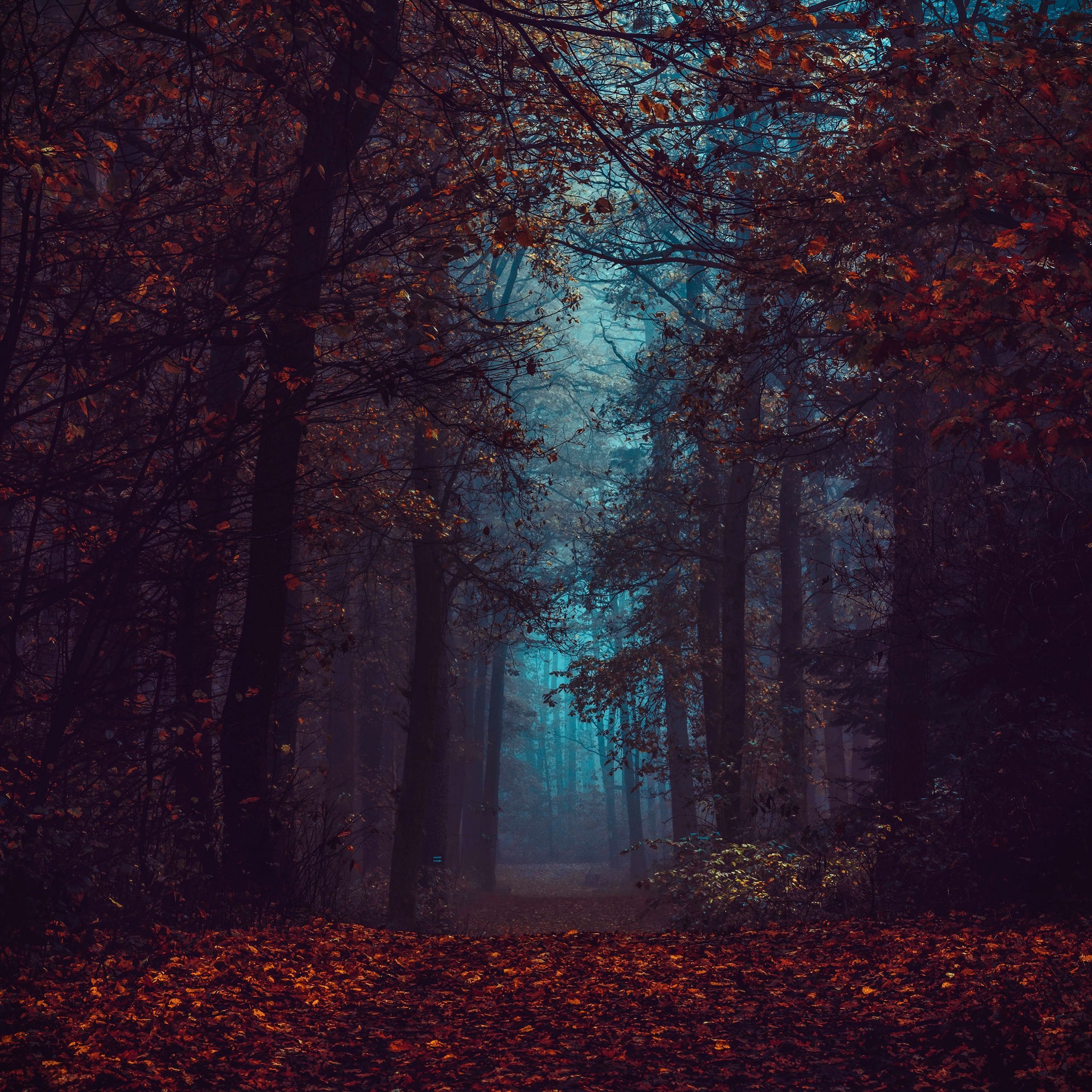A foggy forest with trees and leaves on the ground - Fall, fog, forest, foggy forest