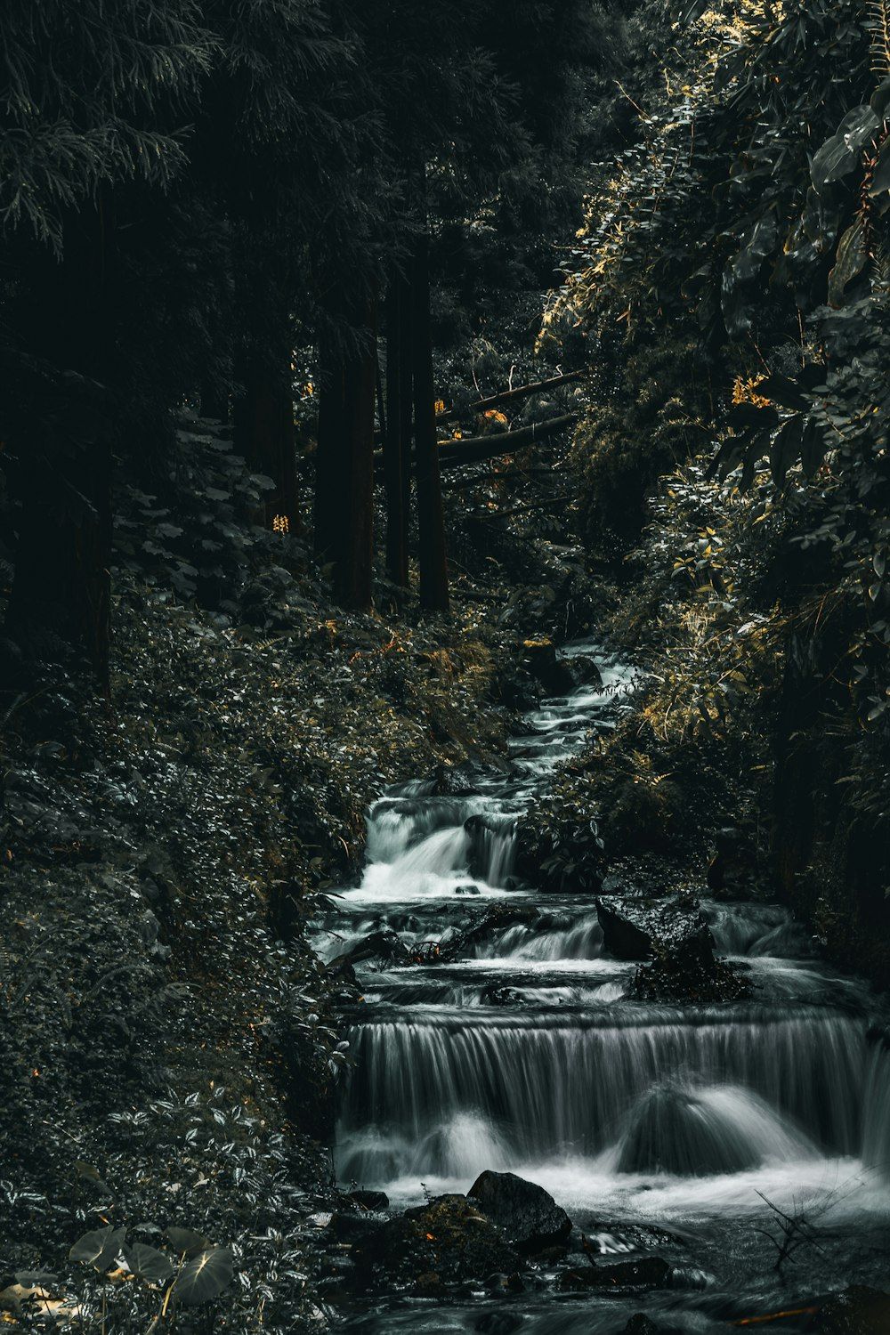 A waterfall in a forest photo