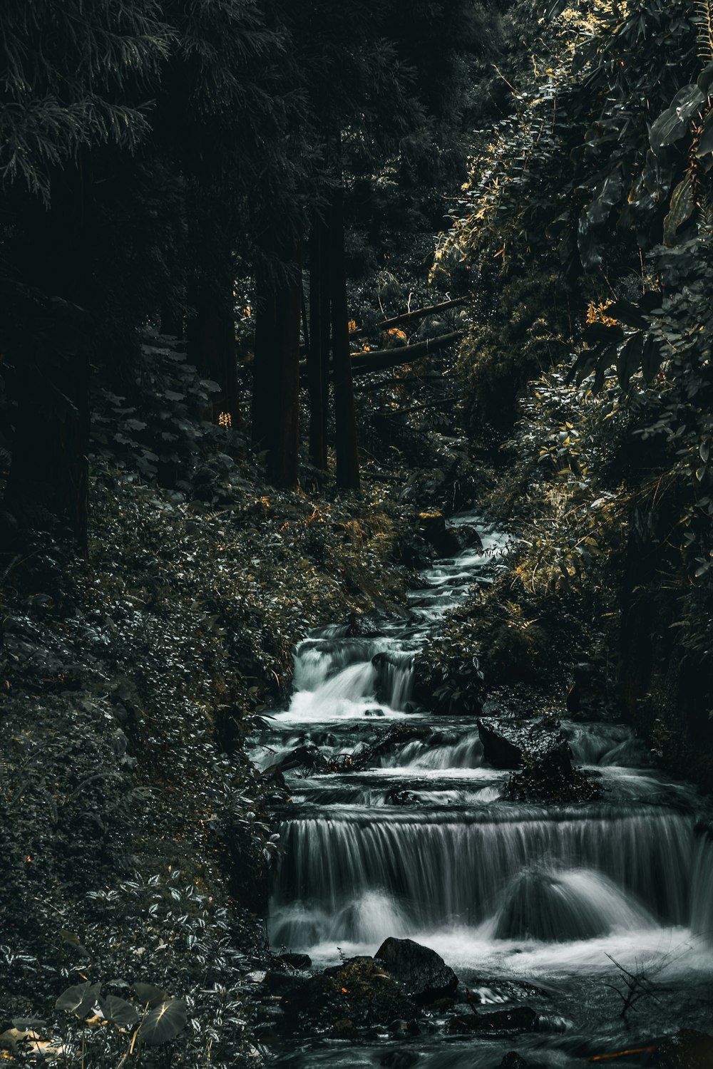 A waterfall in the forest - Waterfall