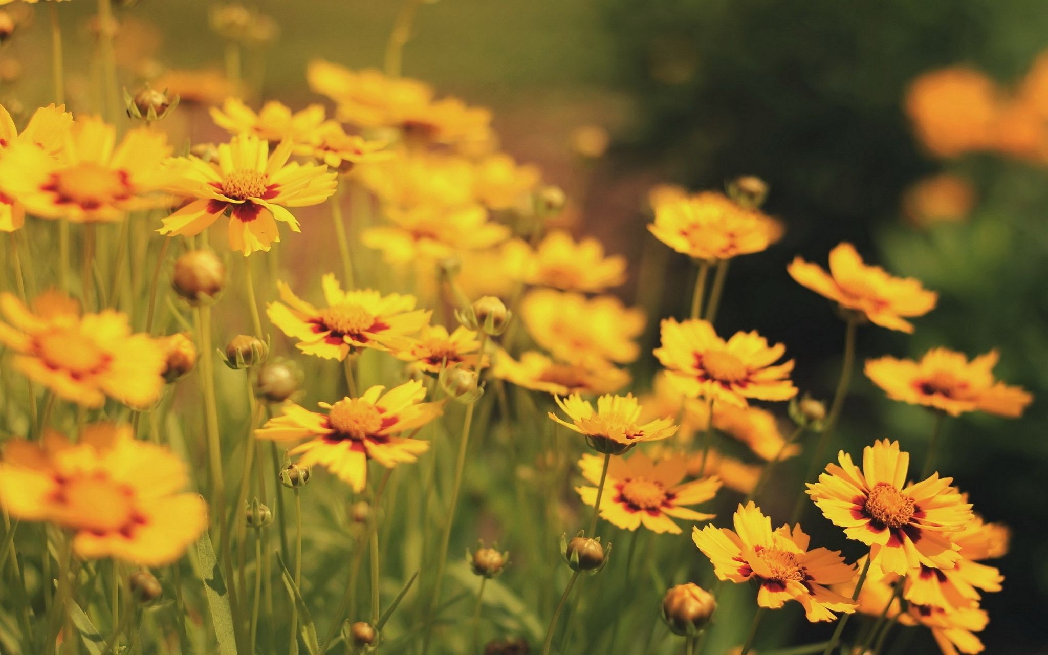 A field of yellow flowers with a blurry background. - Flower, Chromebook
