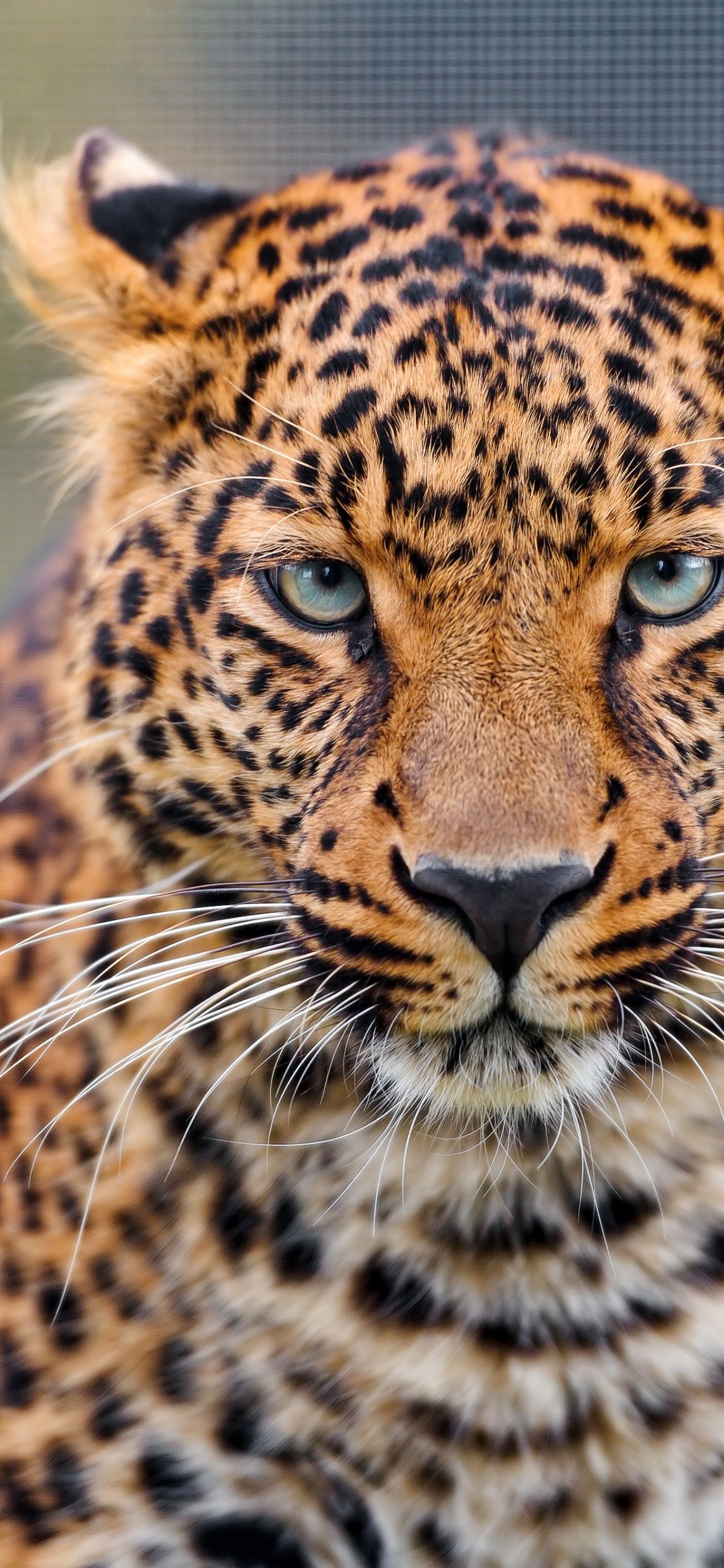 Leopard Wallpaper 4K, Closeup, Zoo