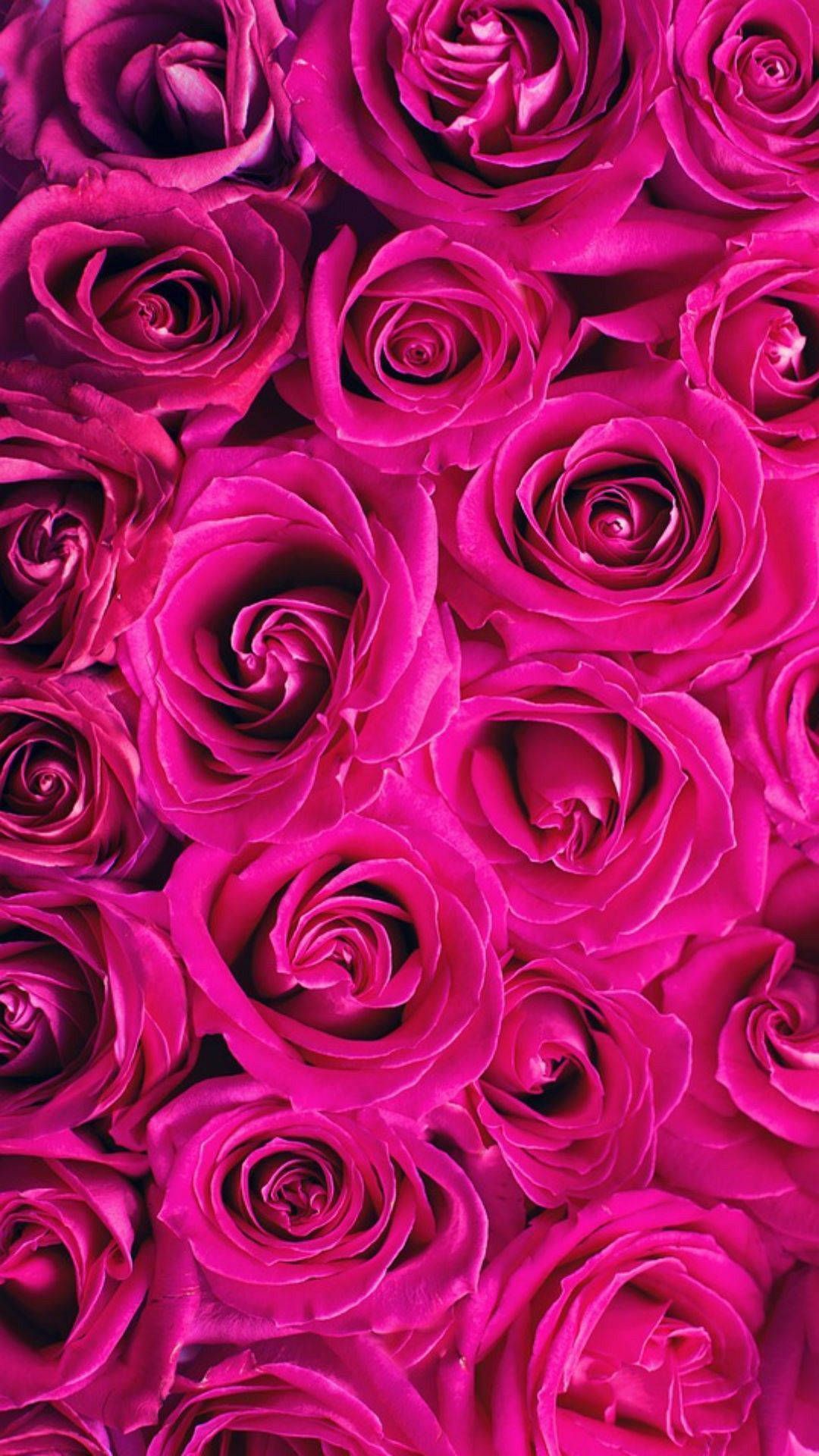 Download Hot Pink Aesthetic Roses Wallpaper