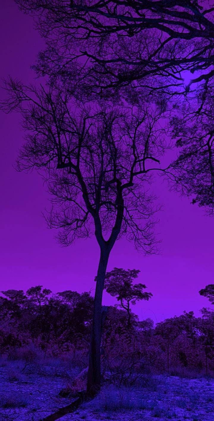 A purple sky with trees and grass - Dark purple