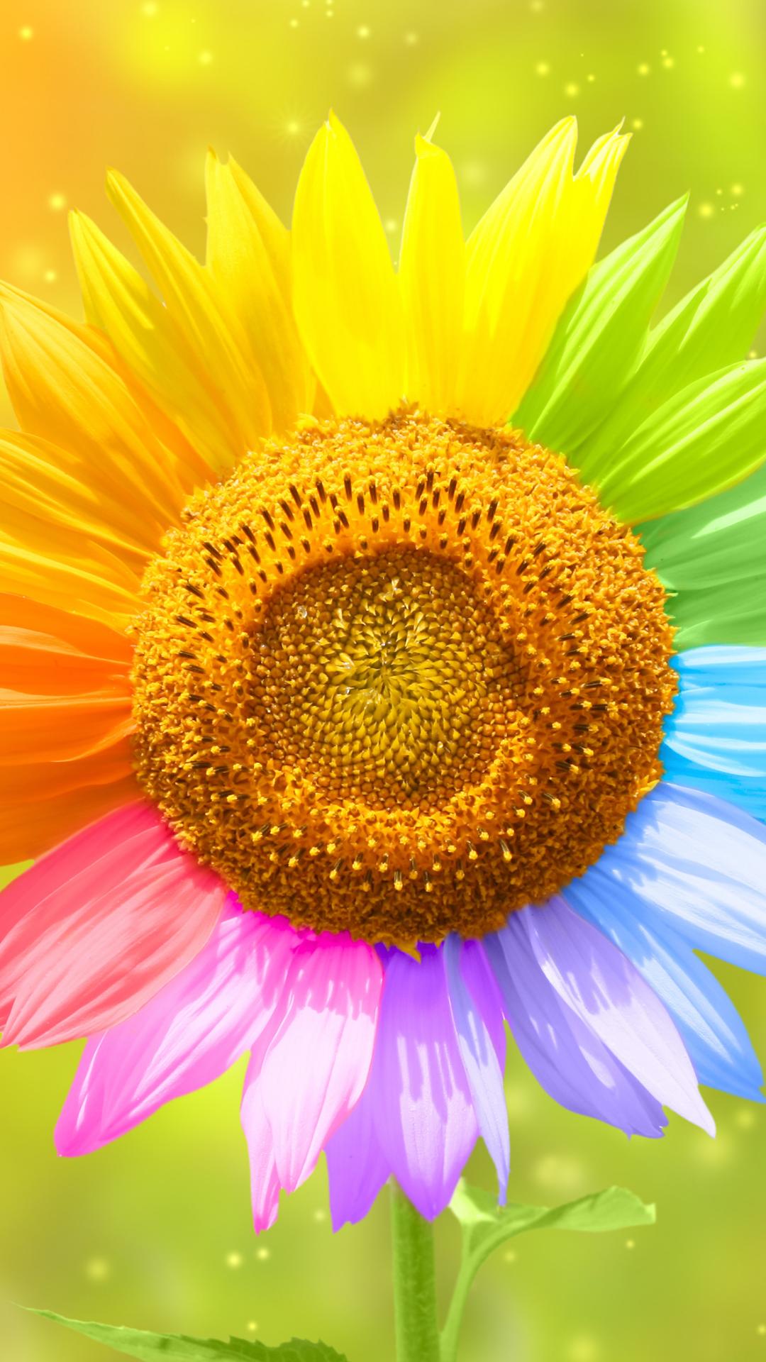 A sunflower with many different colors on it - Indie