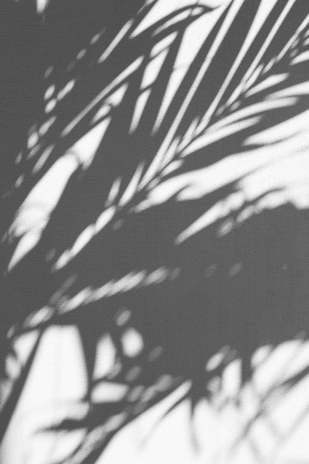 A shadow of a palm leaf on a white wall - Black phone, black and white, gray, cute white, shadow