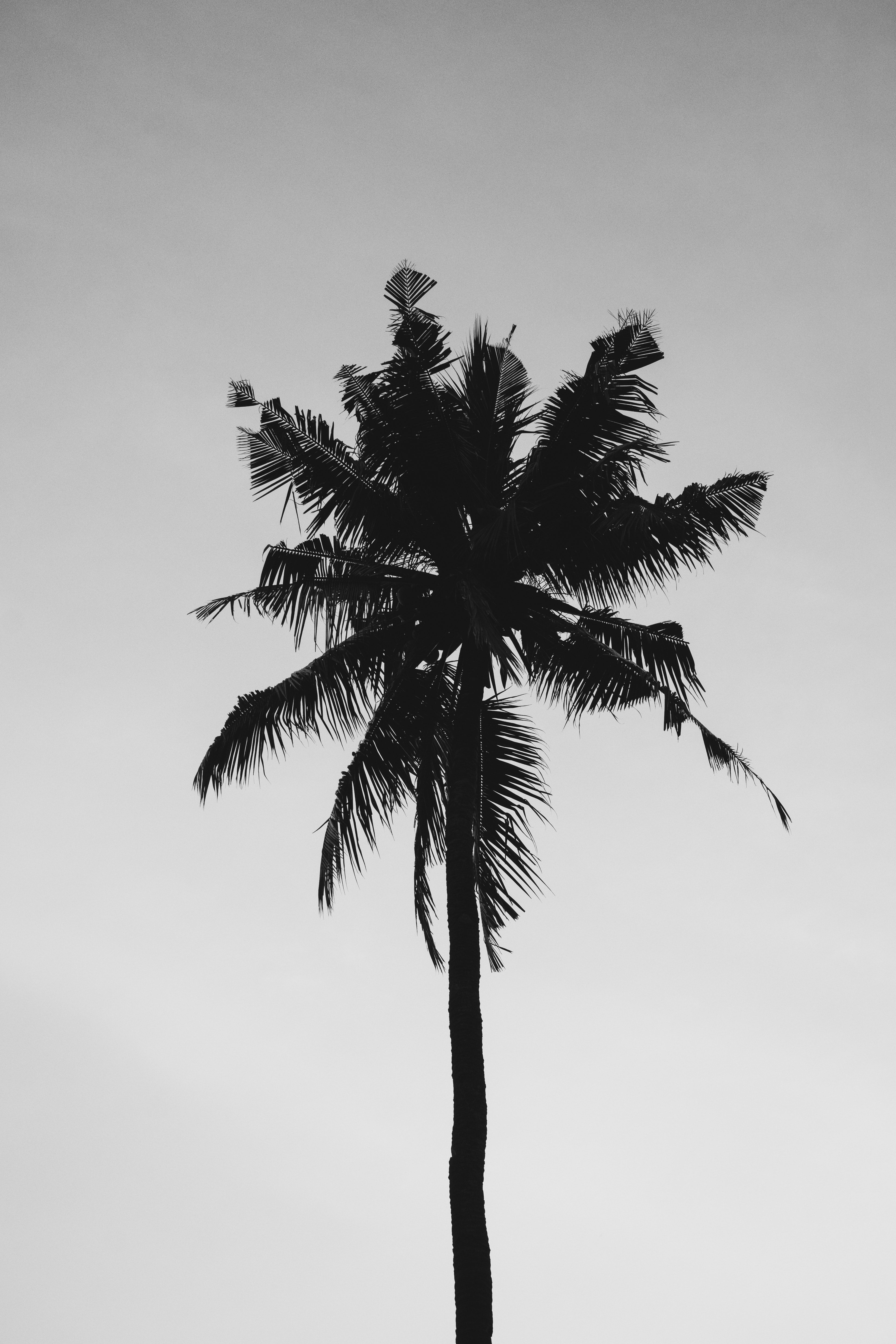 A black and white photo of palm trees - White, black and white, palm tree