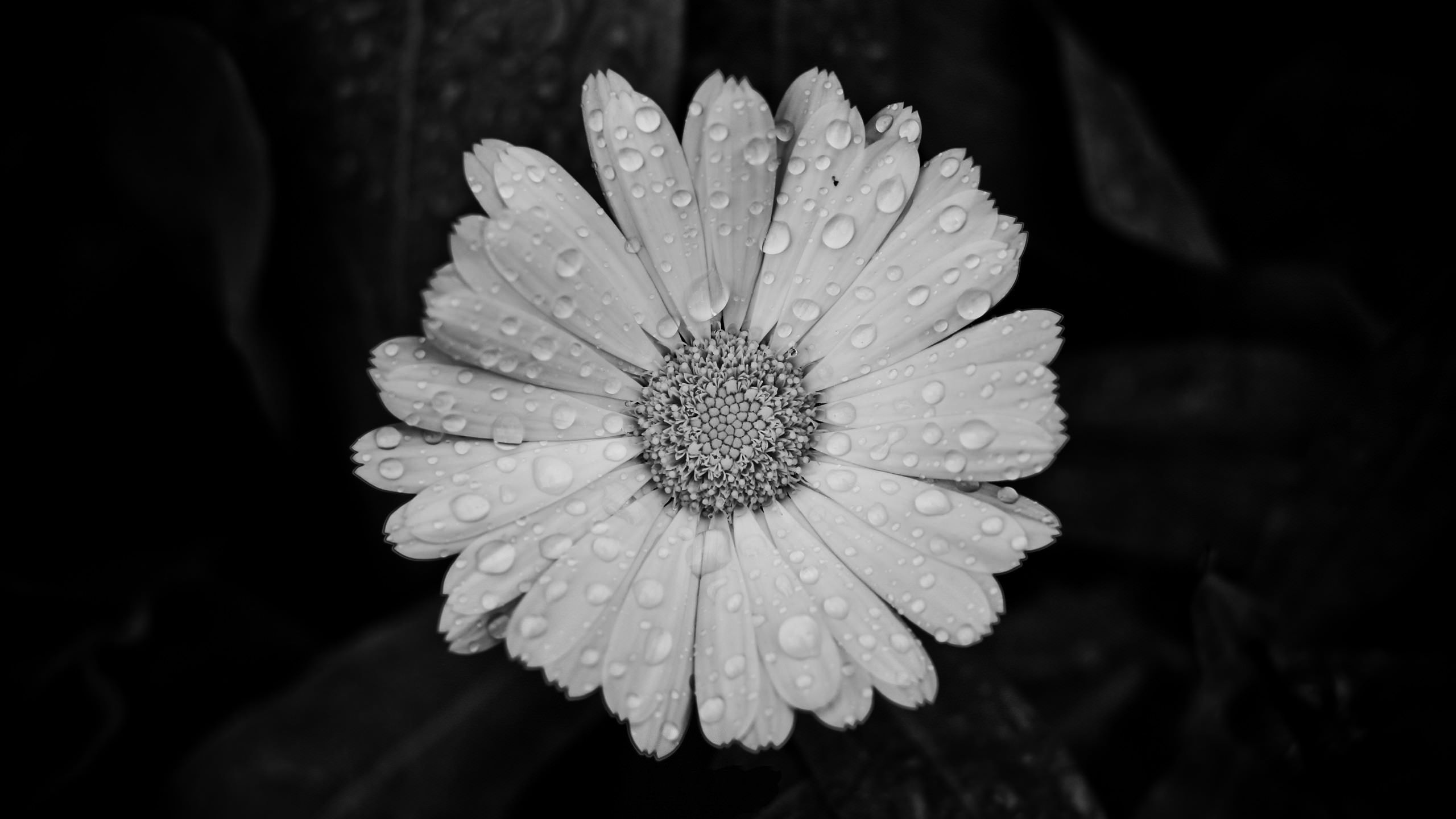 A black and white photo of a flower with water droplets on it - Black and white
