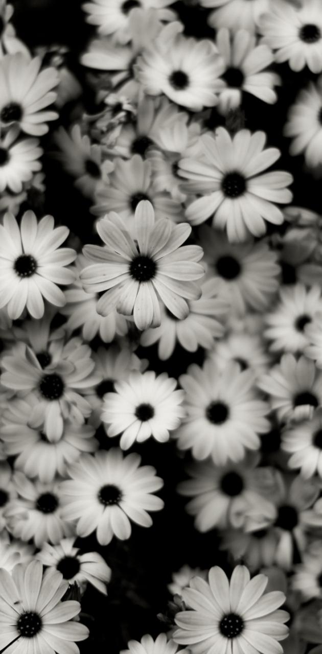 Black and white flowers wallpaper for your iPhone from Vibe App. - Black and white