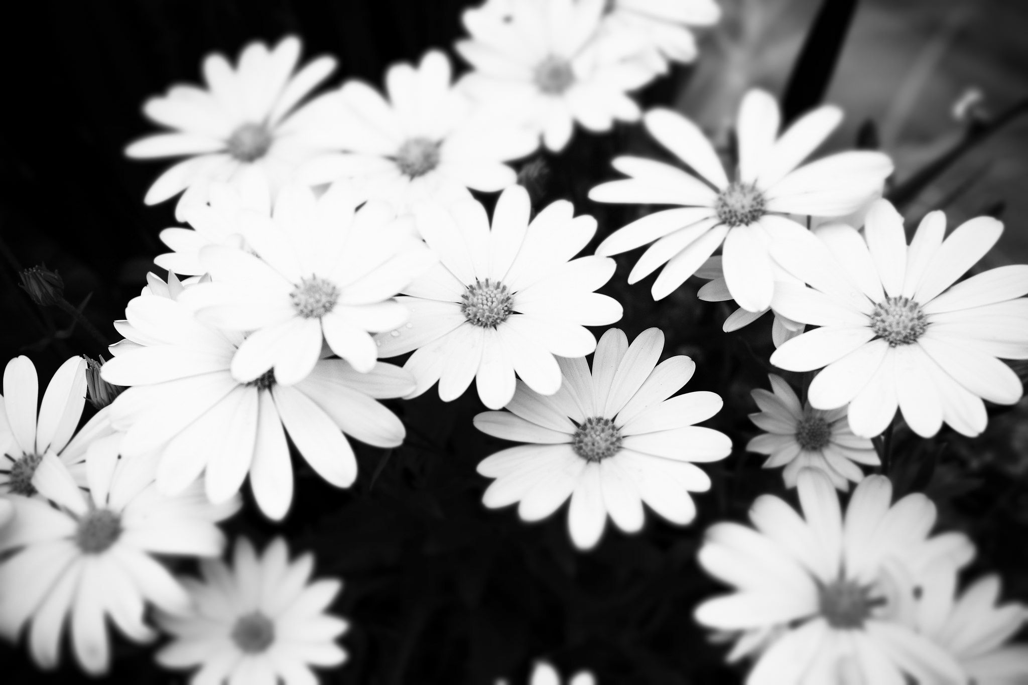 A black and white photo of some flowers - Black and white
