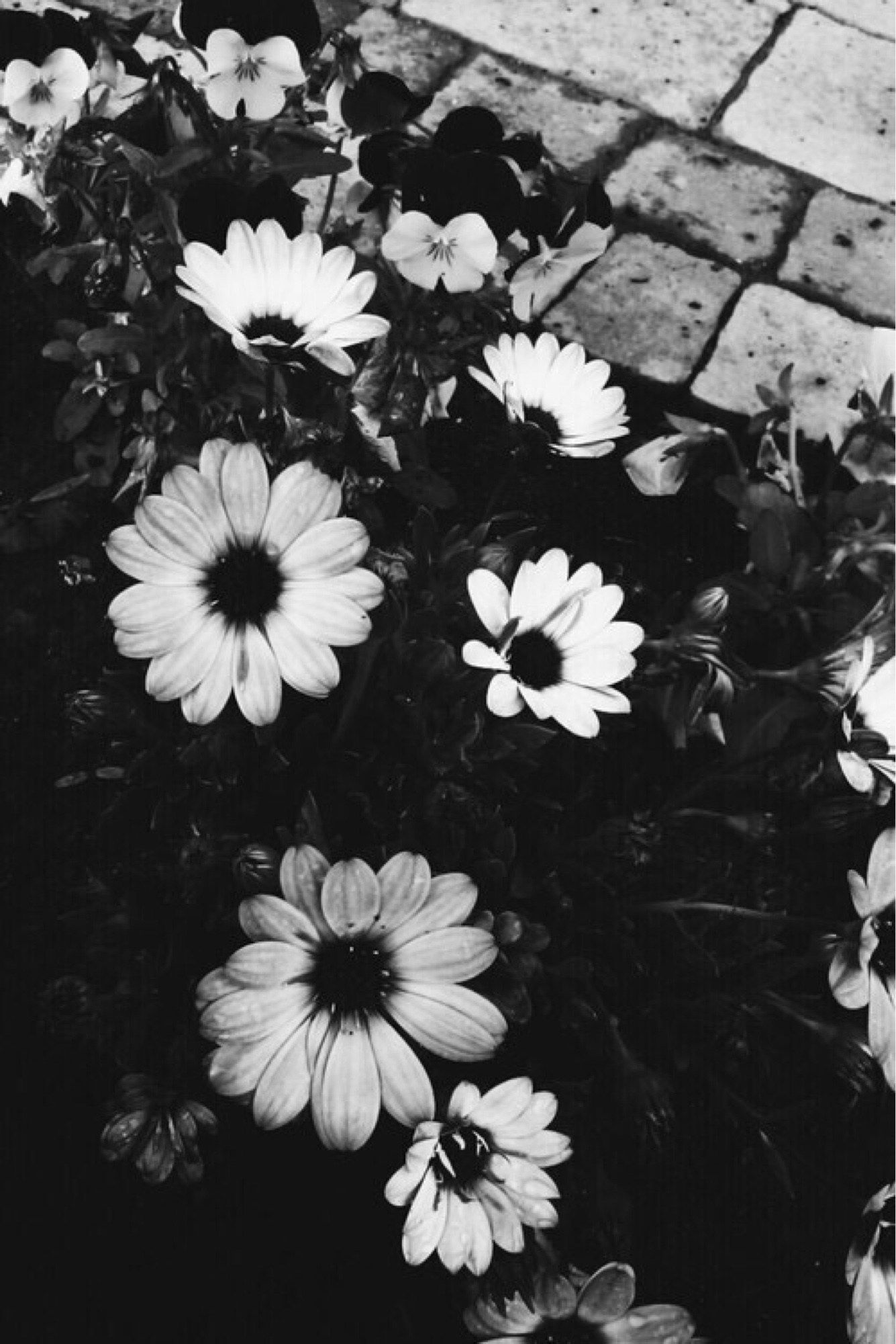 A black and white photo of some flowers - Black and white