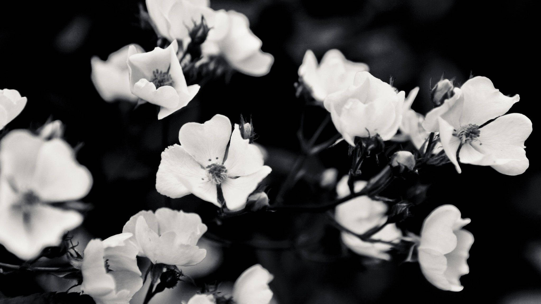 A black and white photo of flowers - Black and white