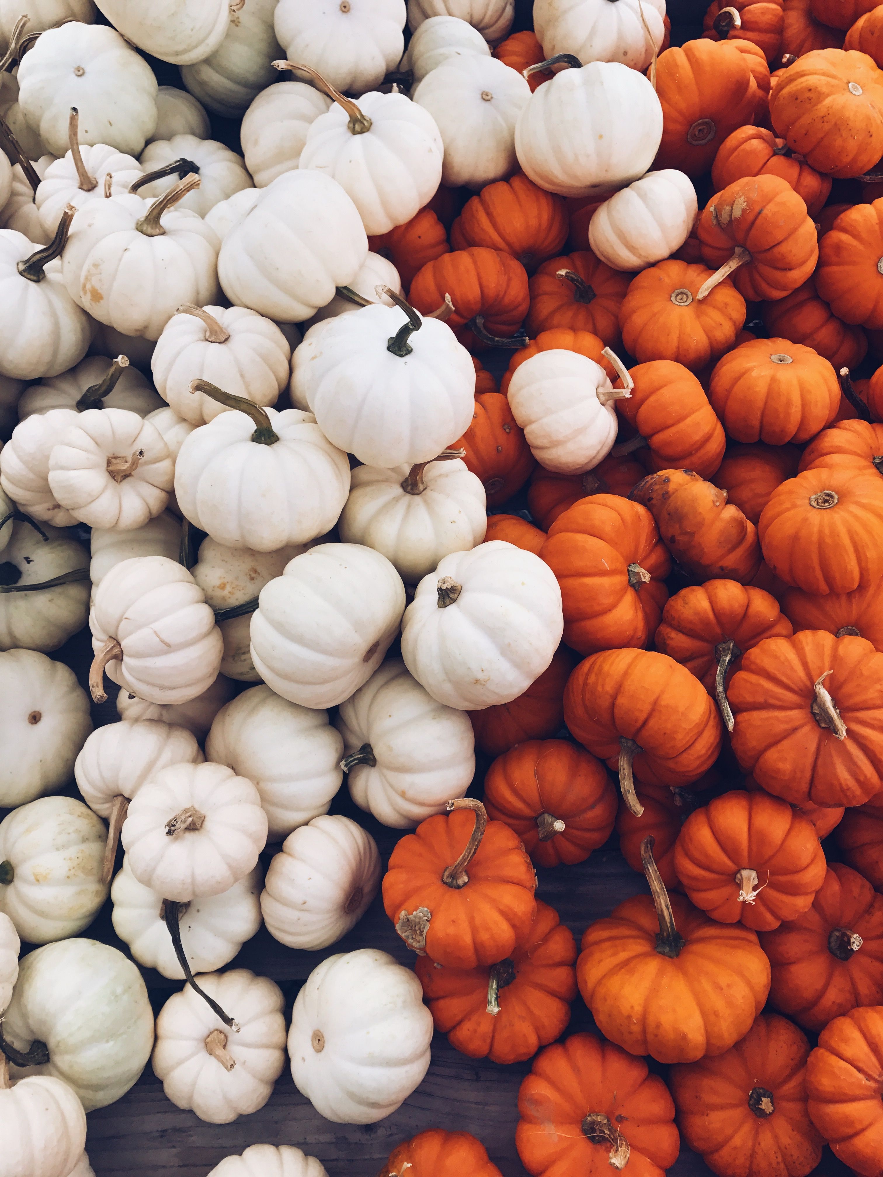 A pile of white and orange squash - Cute fall, pumpkin, fall iPhone