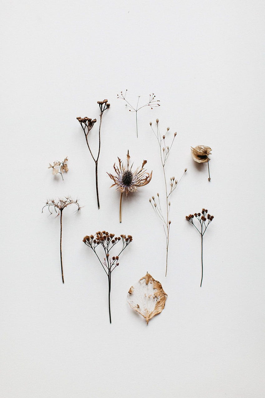 Flower aesthetic, Dried flowers, Flat