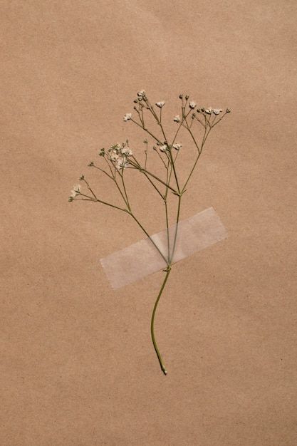 Free Photo. Flat lay of minimal flowers