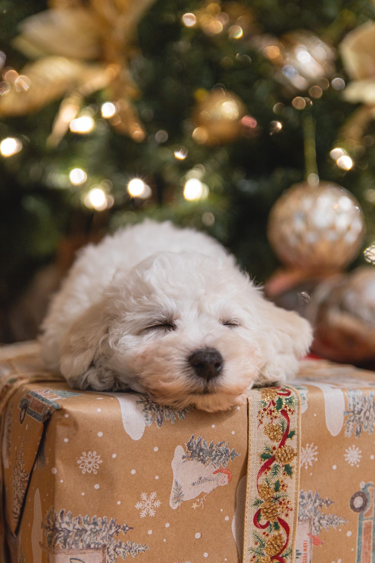 A small dog sleeping on top of gift box - Cute Christmas