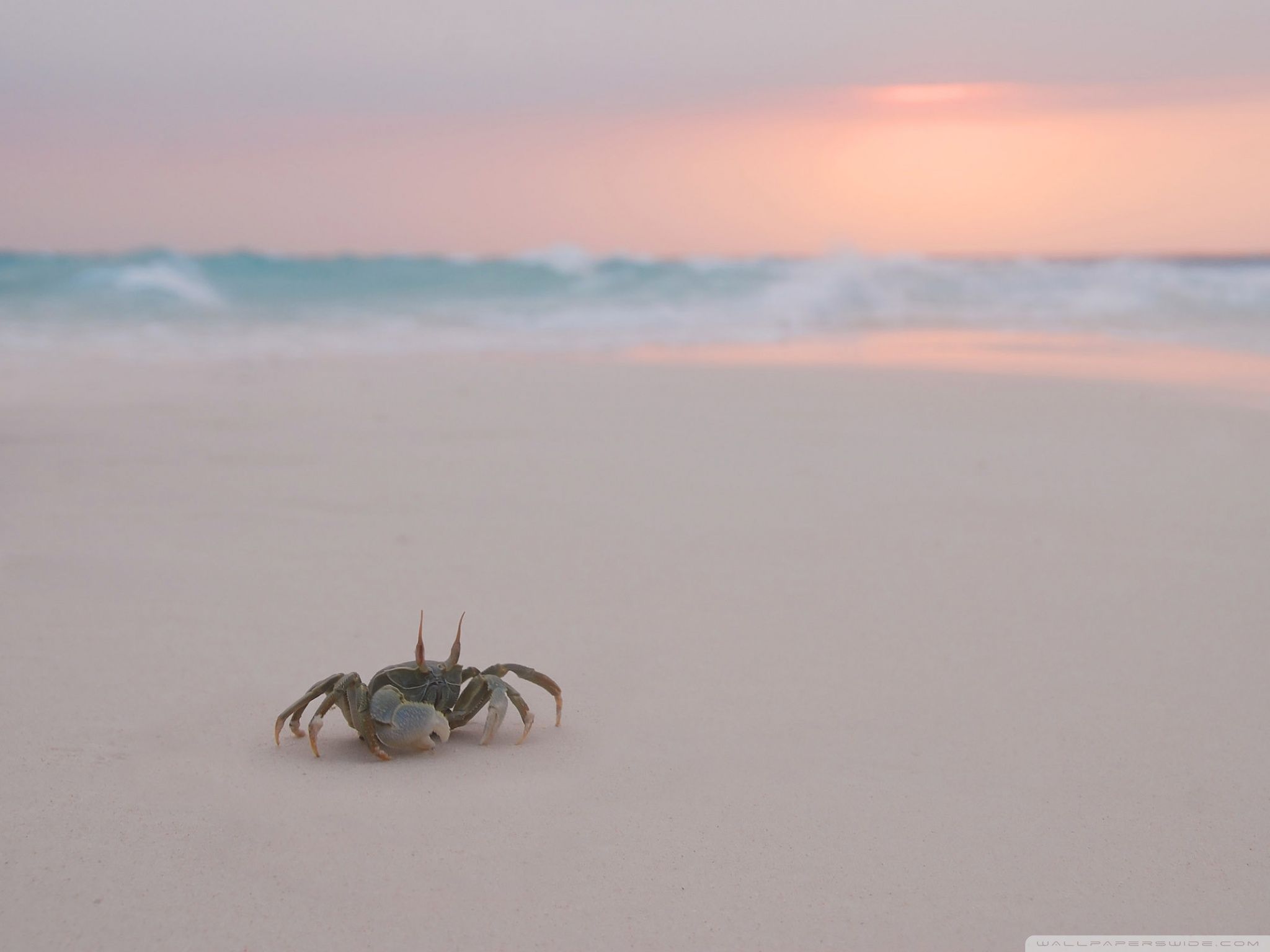 Crab on the beach wallpaper 2560x1600 - Beach