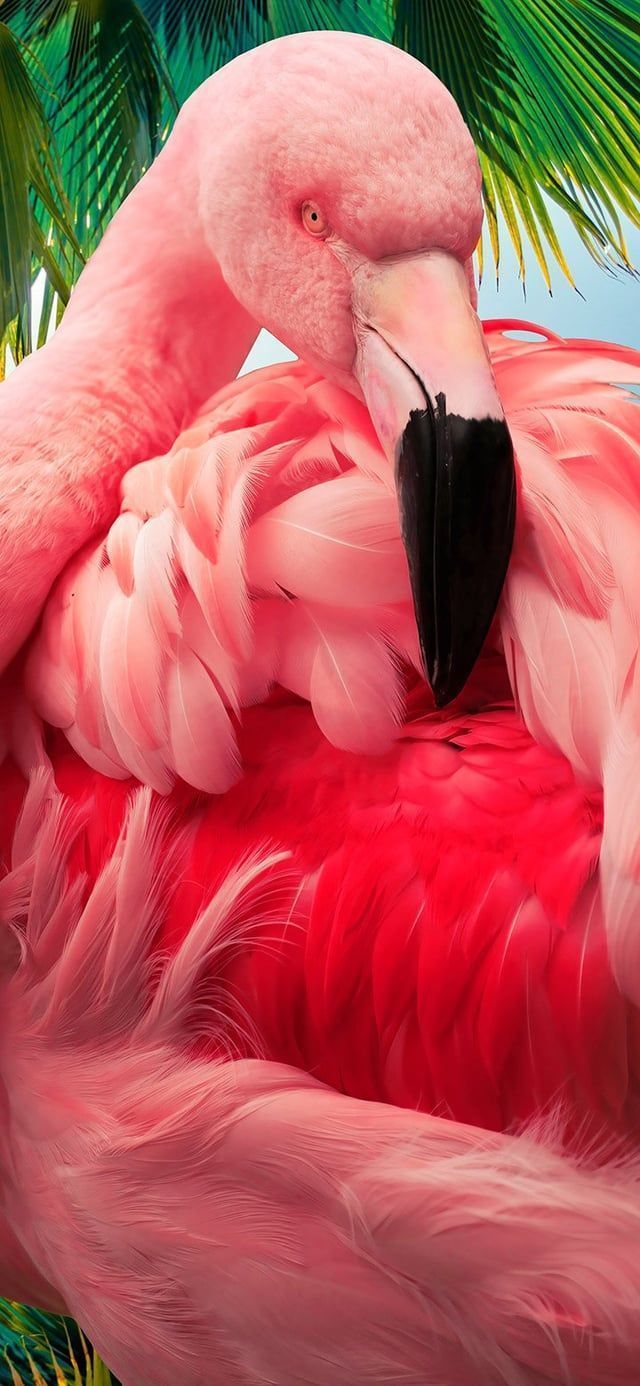 Flamingo Aesthetic Wallpaper ·