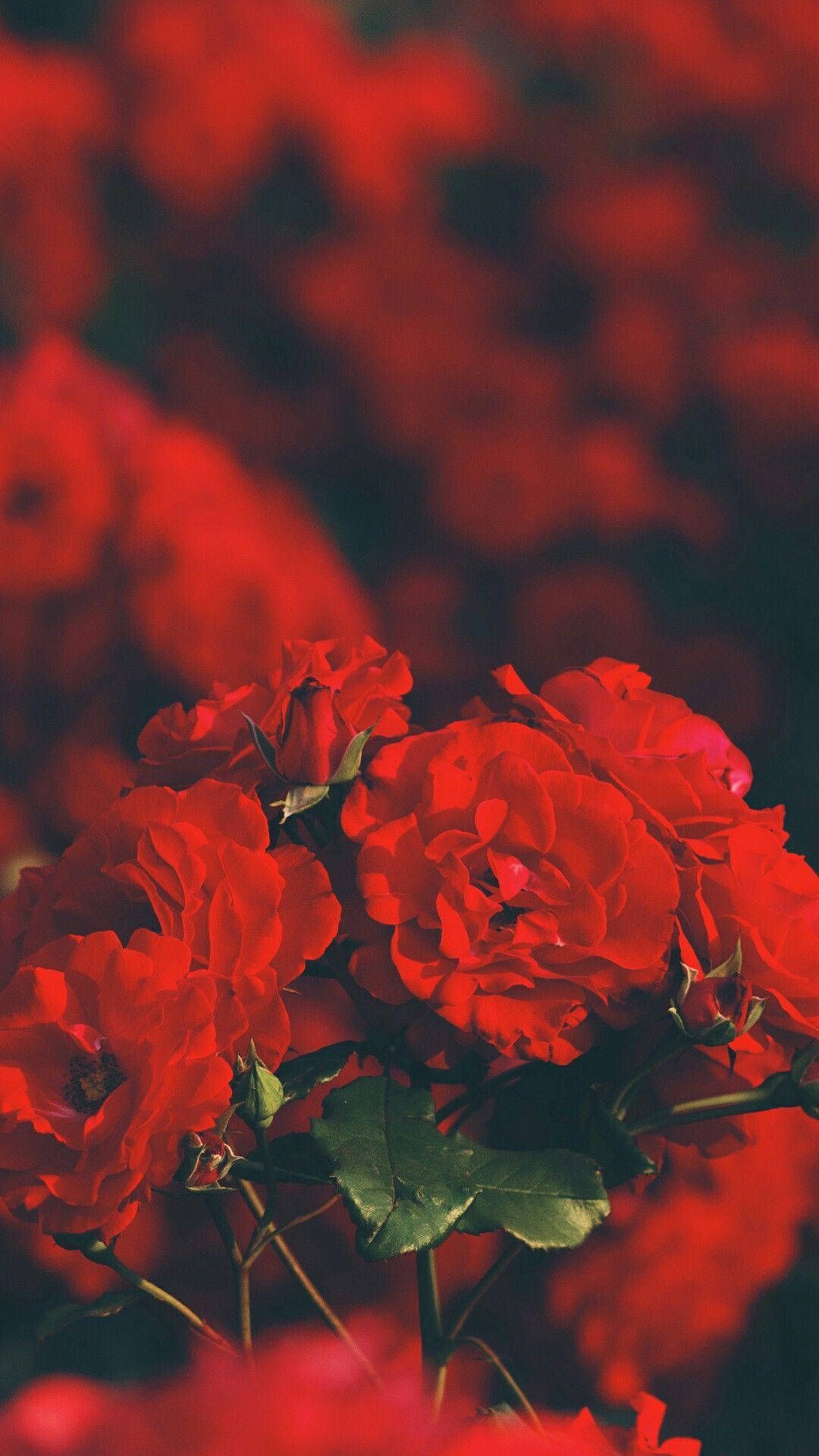 Free Red Aesthetic iPhone Wallpaper Downloads, Red Aesthetic iPhone Wallpaper for FREE