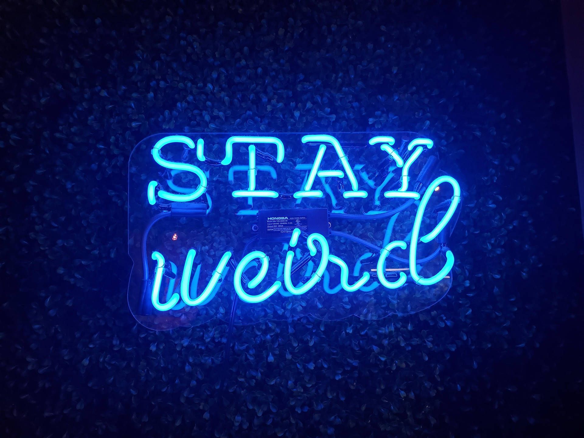 Download Neon Blue Aesthetic Stay Weird Wallpaper
