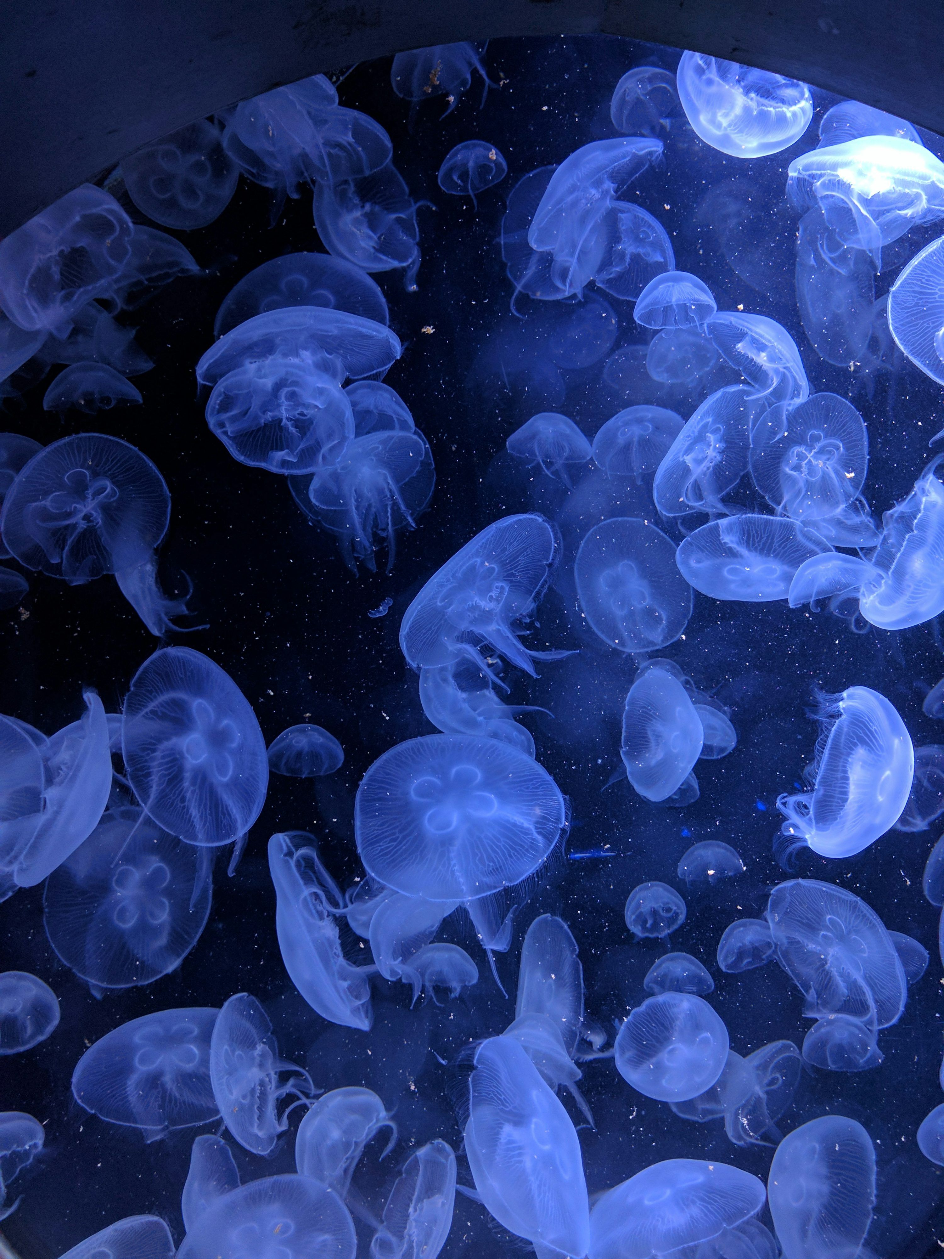 Jellyfish Picture [HD]. Download