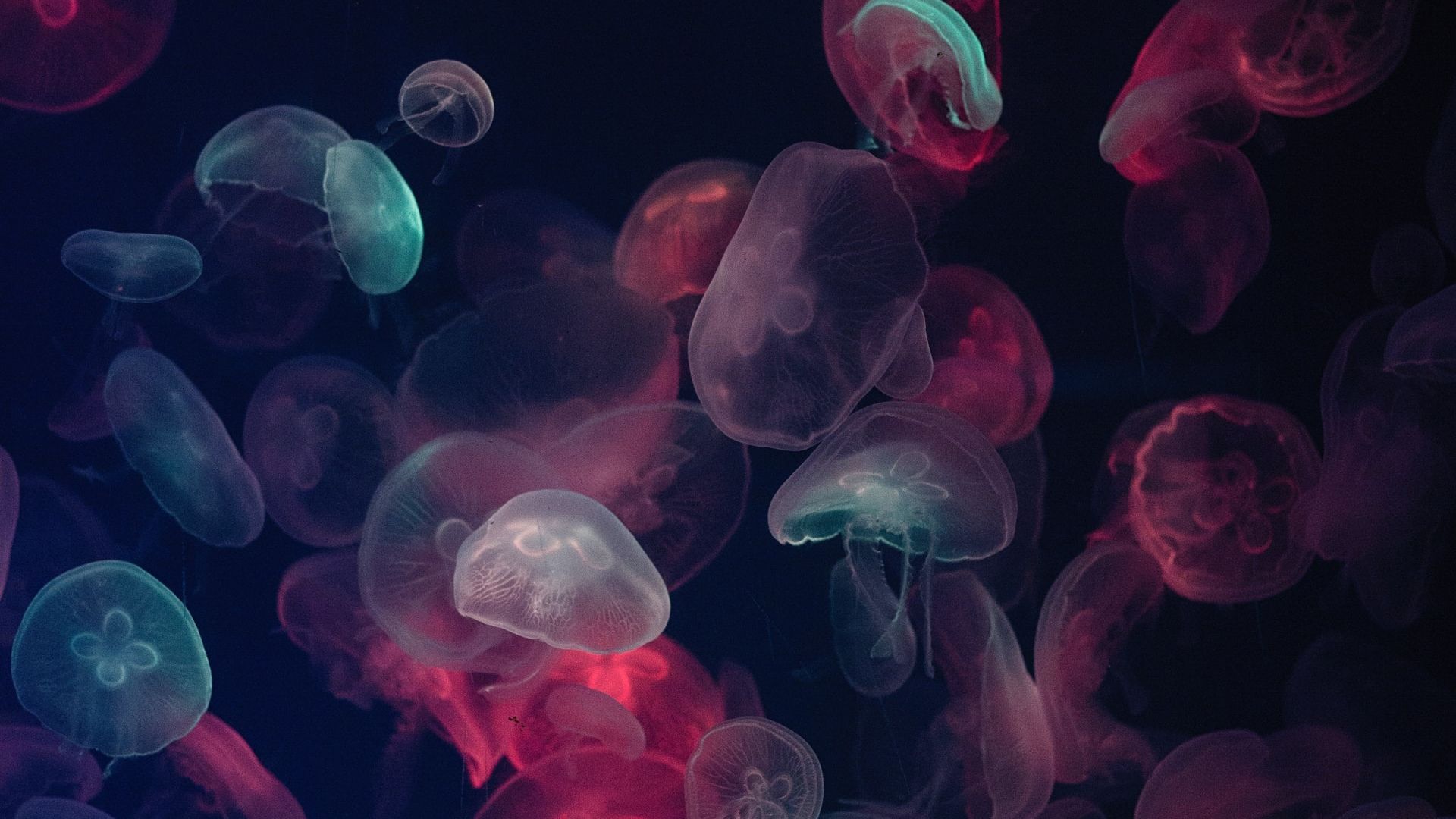 Jellyfish Under Fluorescent