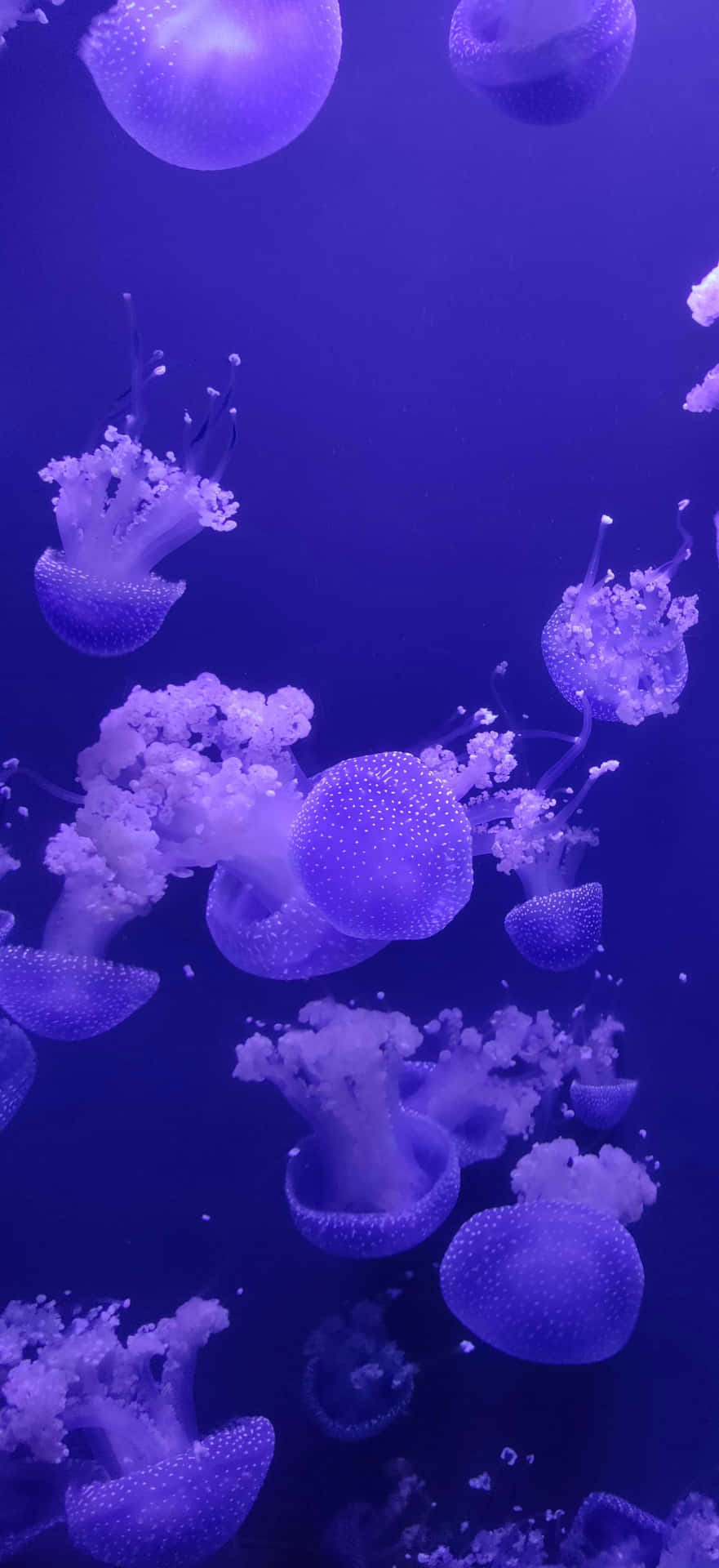 Jellyfish Aesthetic Wallpaper