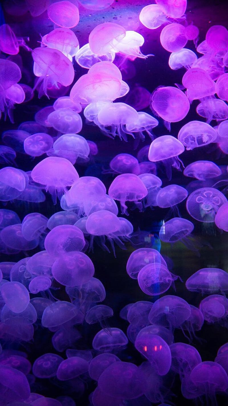 Aesthetic Purple Jellyfish, aesthetic