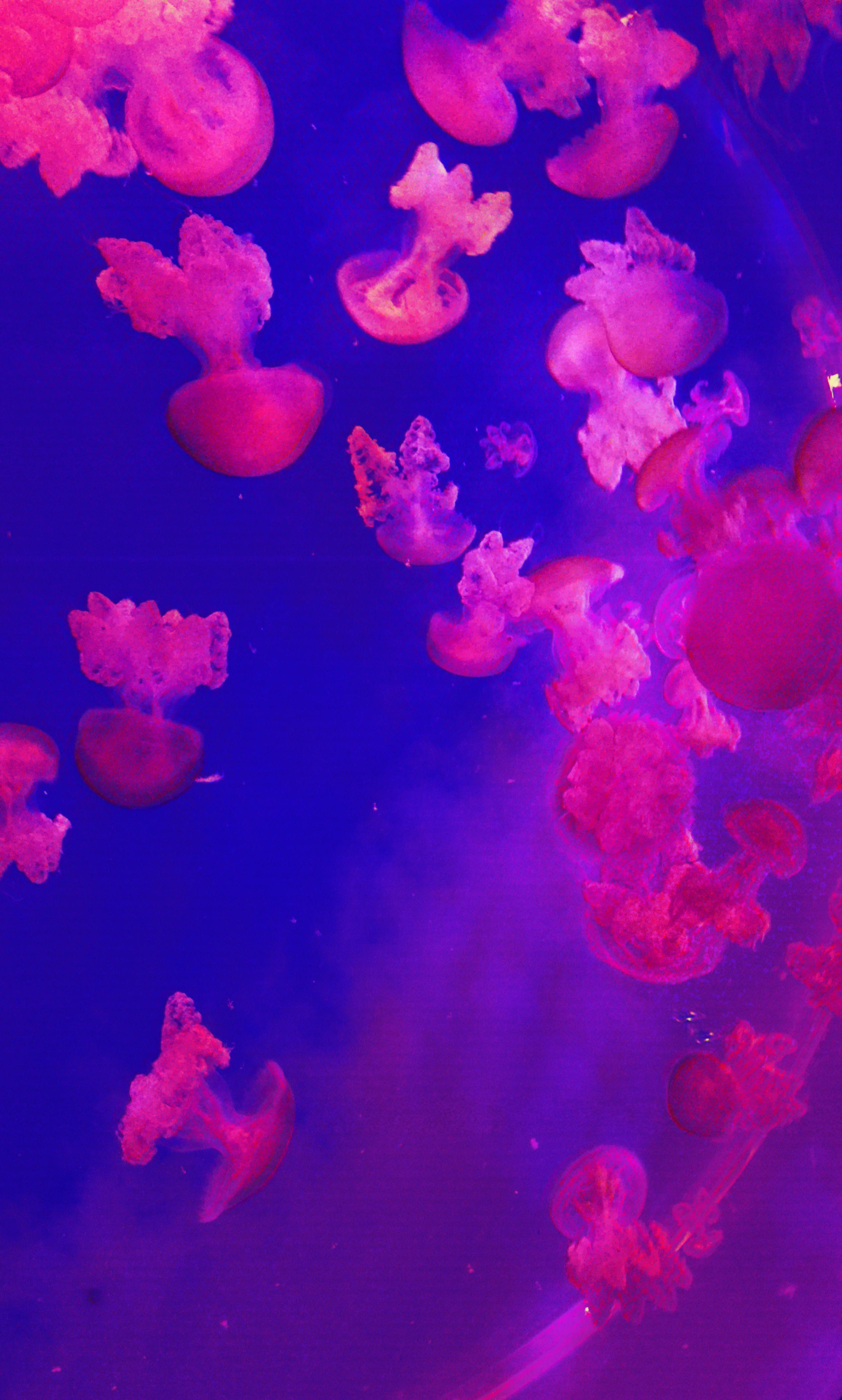 Jellyfish are ＡＥＳＴＨＥＴＩＣ : r