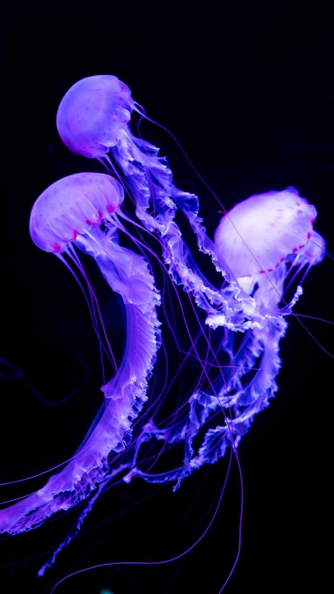 Jellyfish Wallpaper