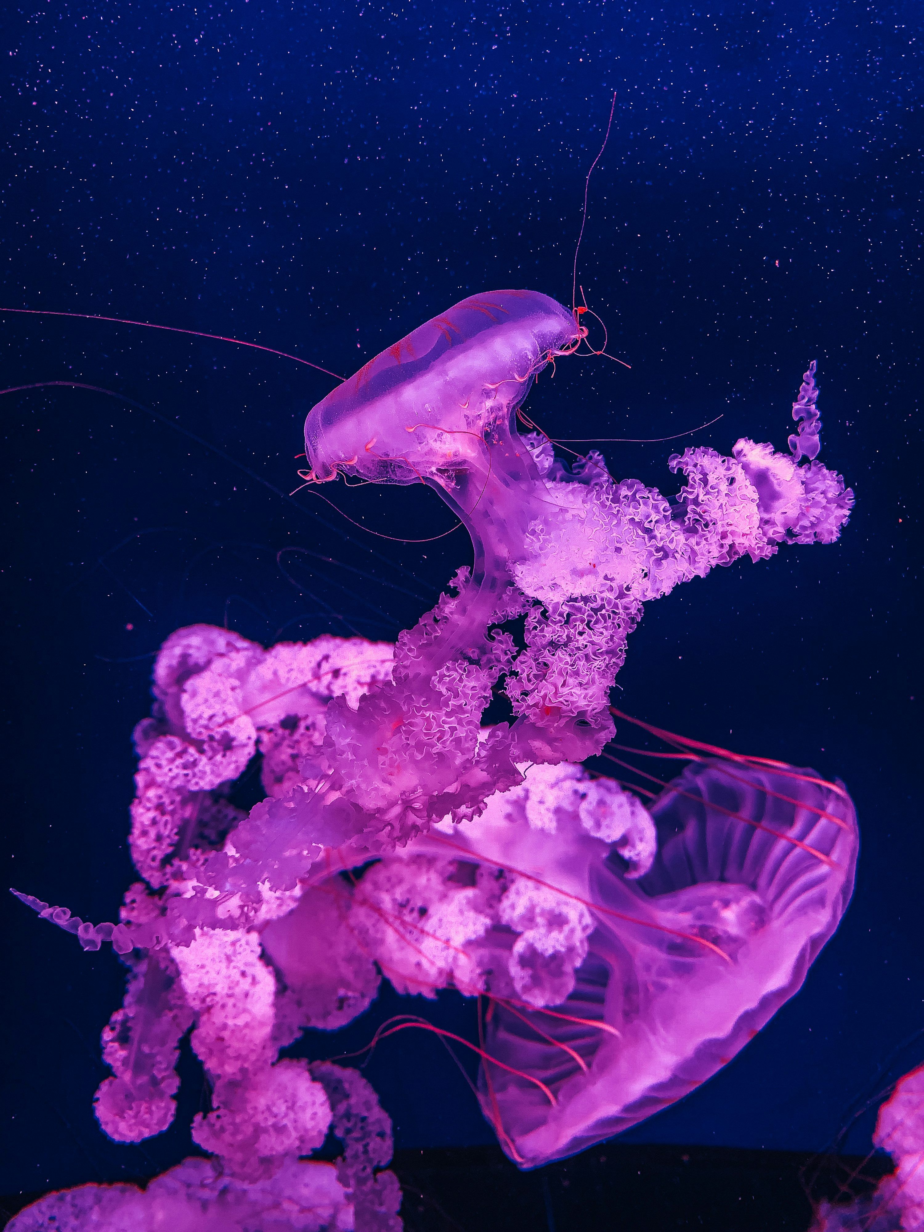 White and purple jellyfish in water