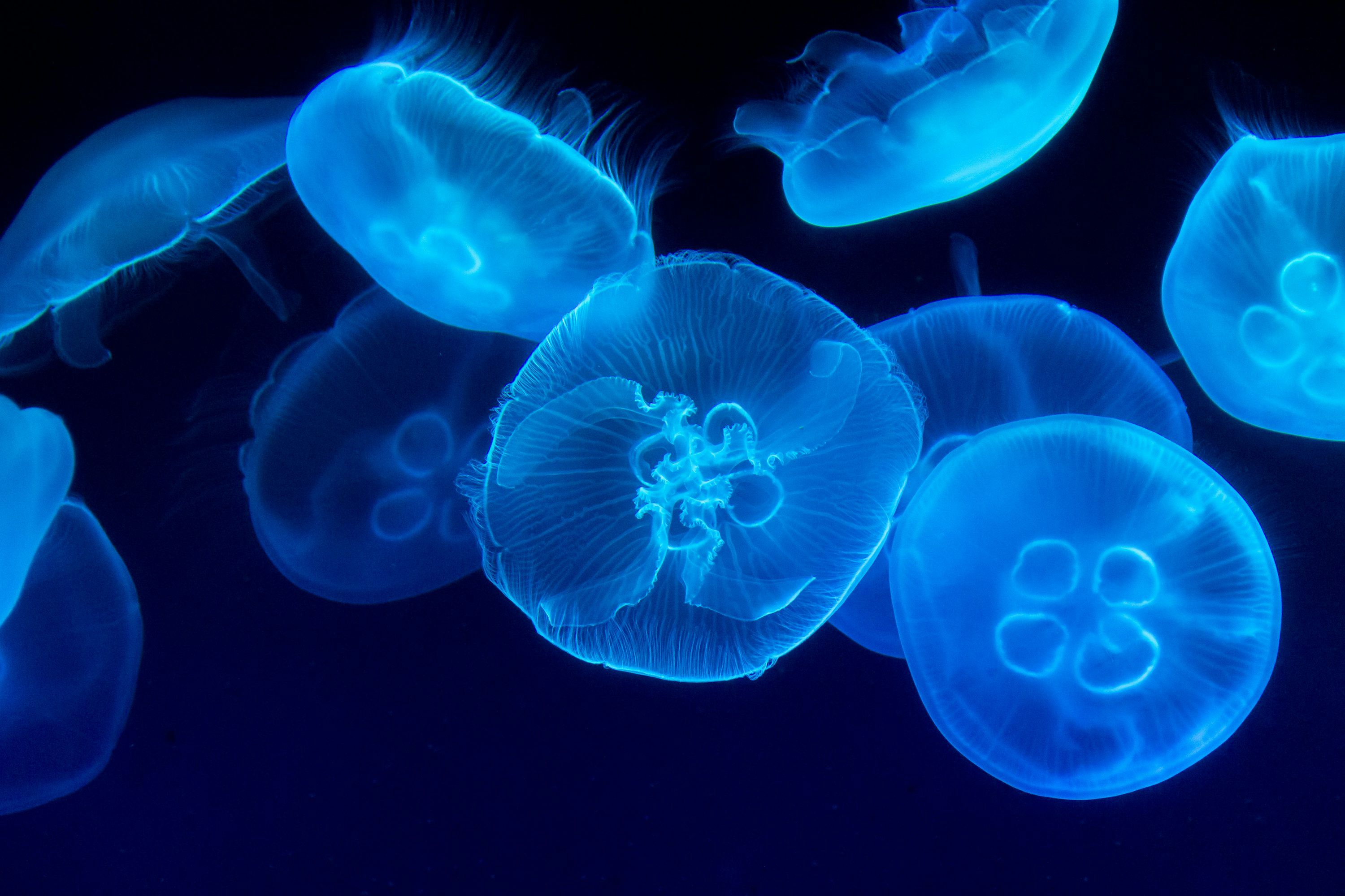 Jellyfish Picture [HD]. Download