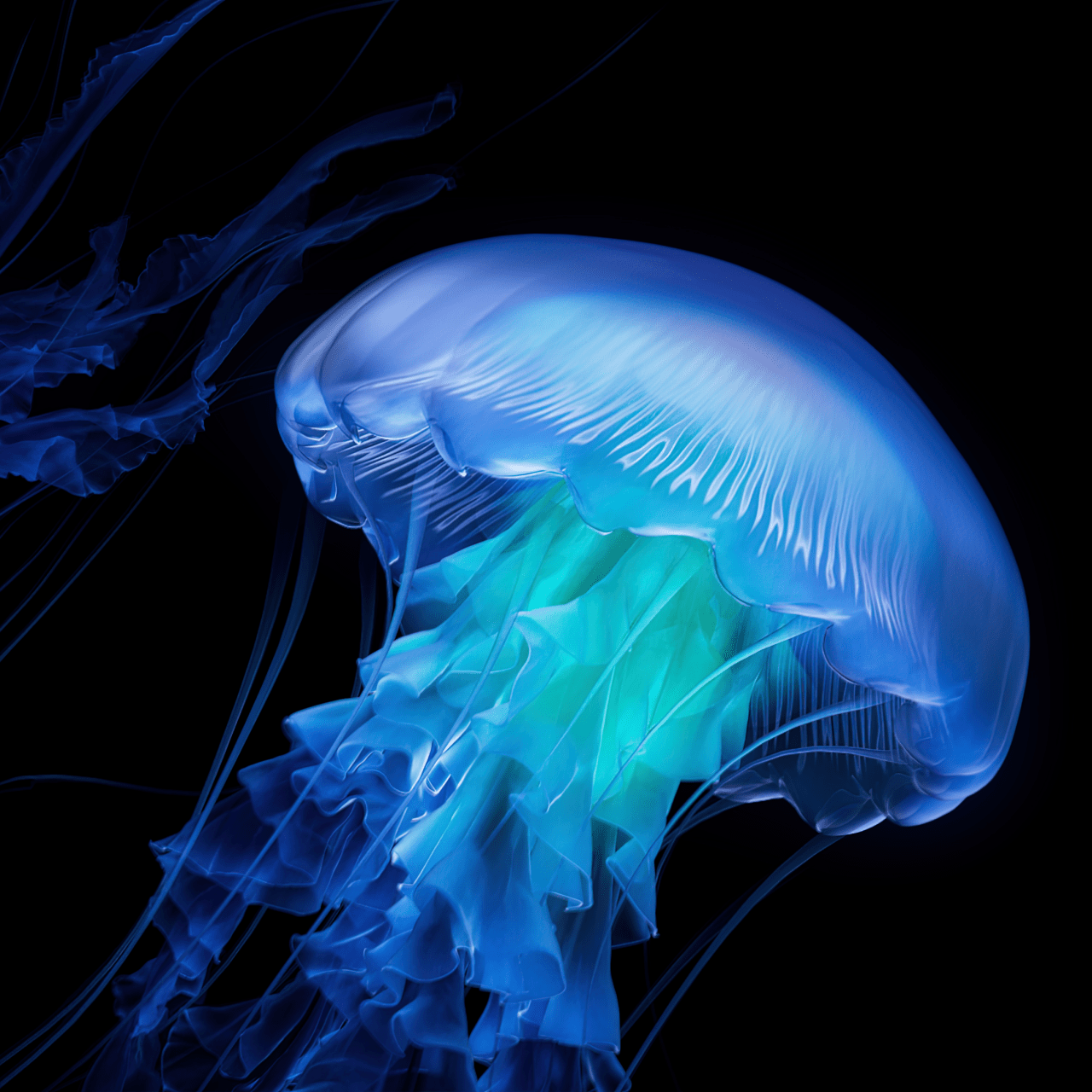 Jellyfish Wallpaper 4K, AMOLED, Dark