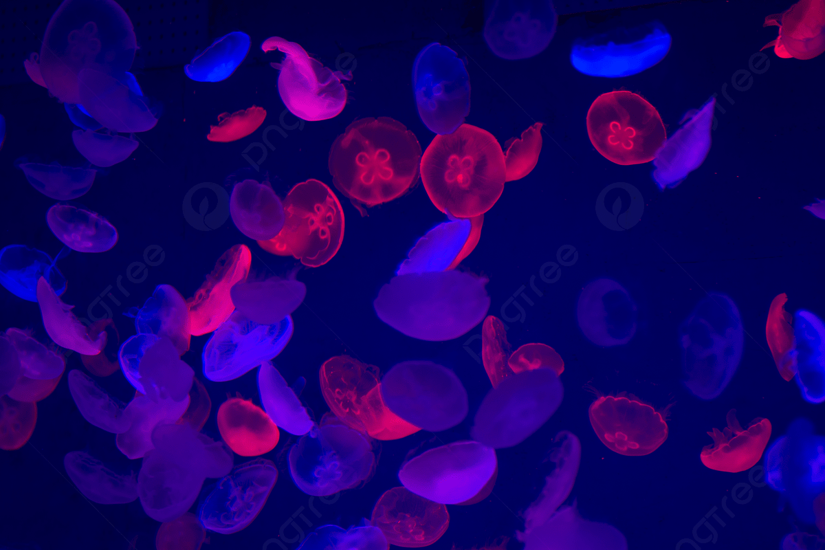 Colorful Living Jellyfish Background