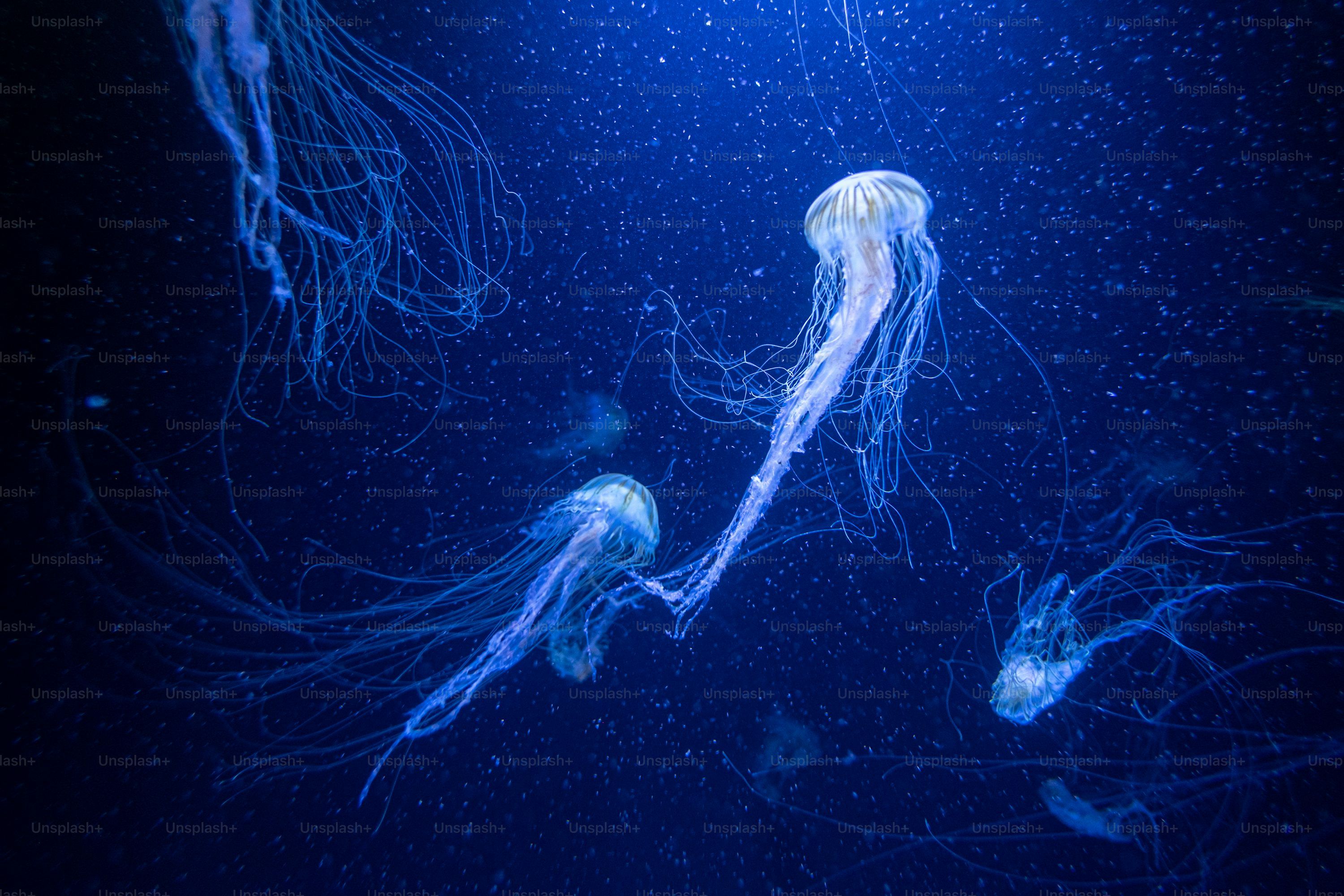 Jellyfish Picture [HD]. Download