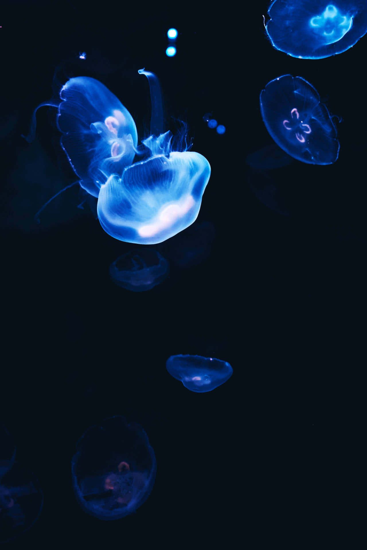 Jellyfish Aesthetic Wallpaper