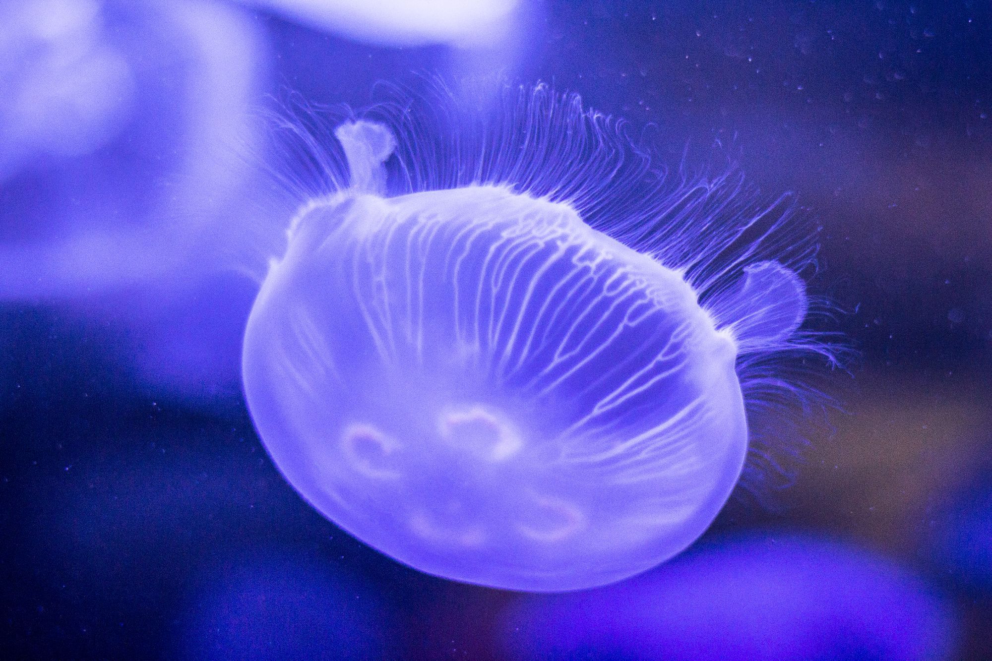 HD Desktop Background With jelly fish