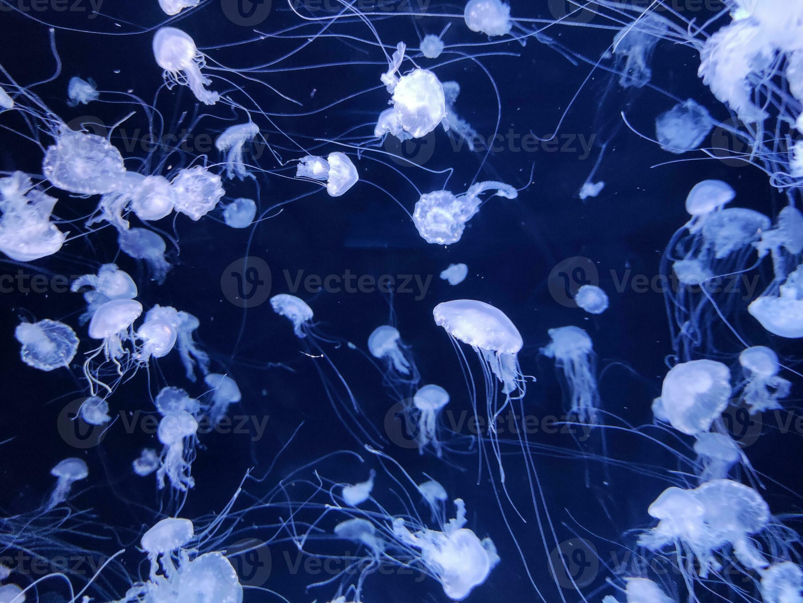 Jellyfish swimming in the aquarium