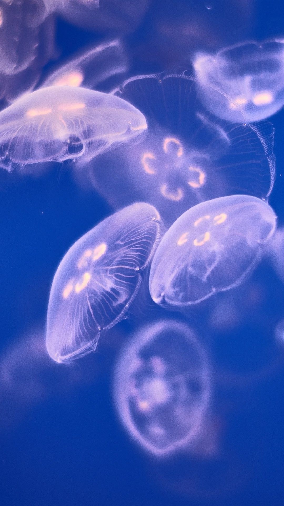 Jellyfish Wallpaper