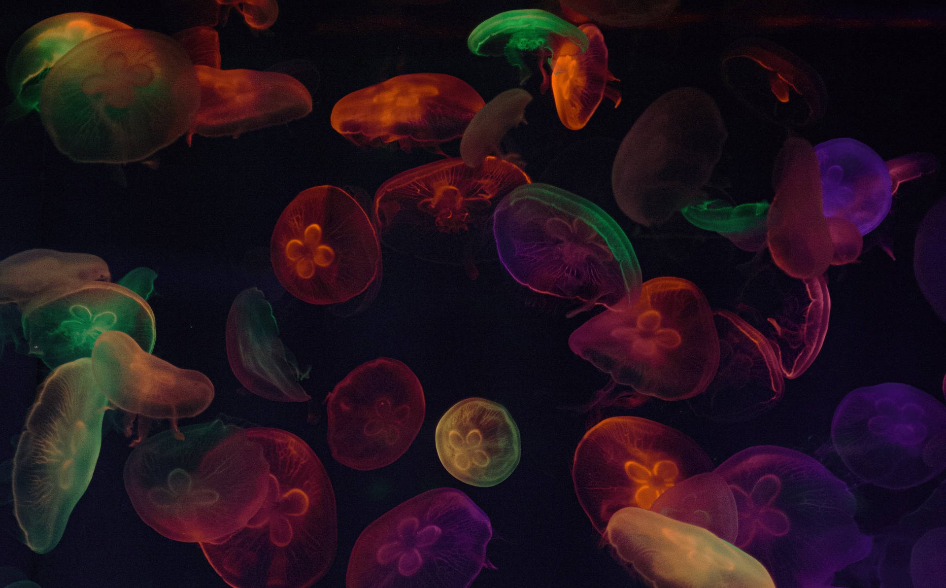 Jellyfish Wallpaper