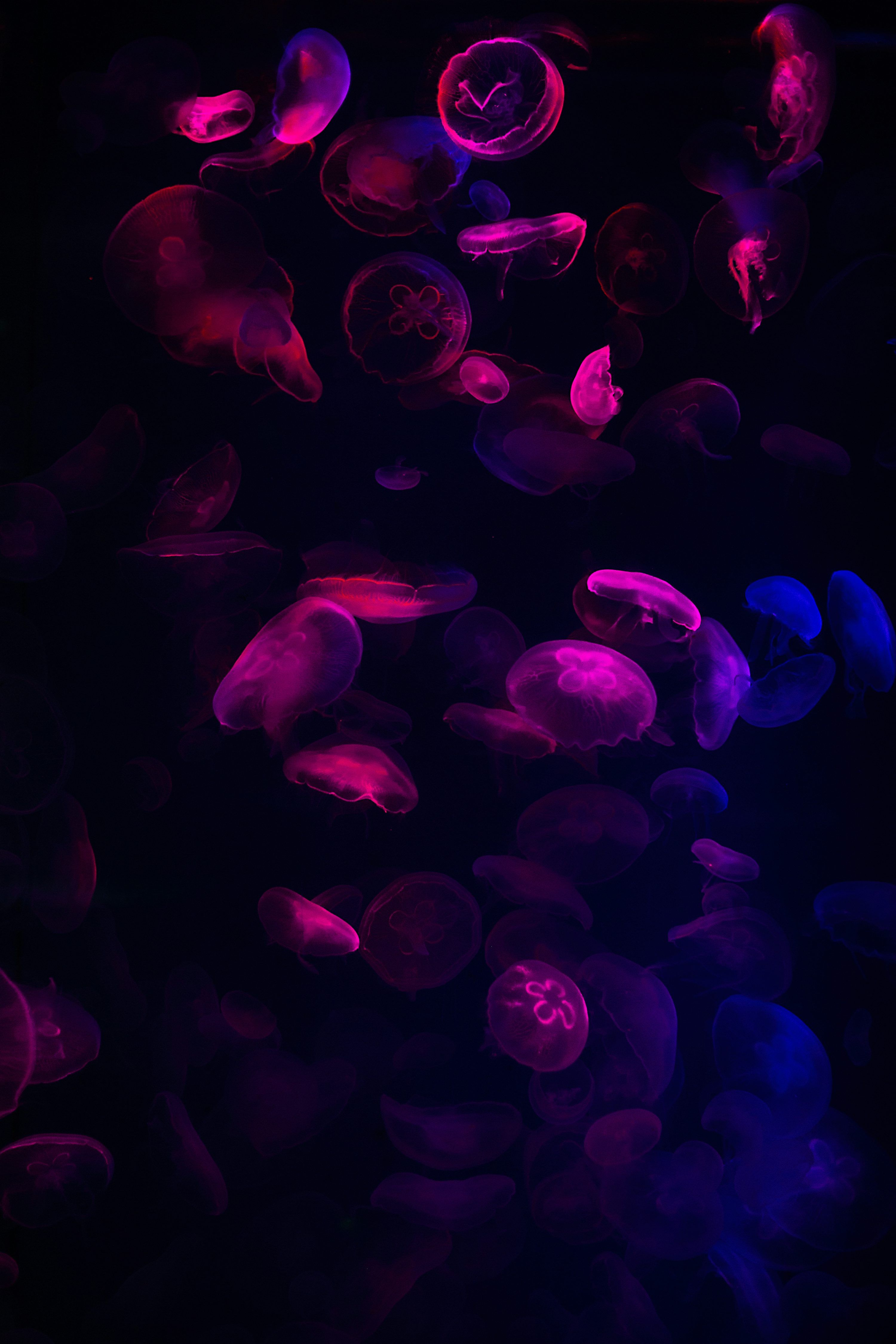 Purple jellyfish in water during